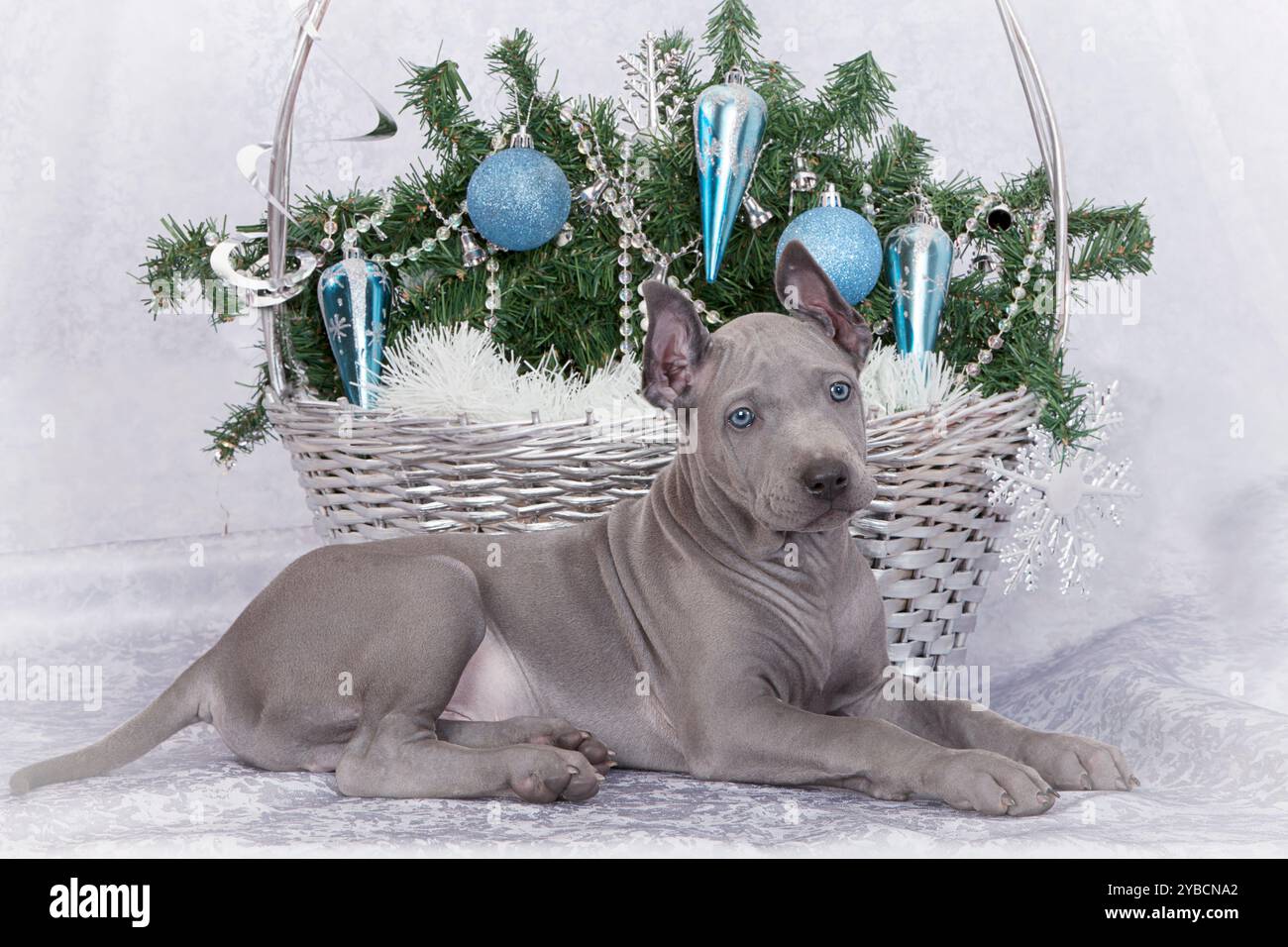 Cucciolo di ridgeback tailandese vicino al cestino di Natale Foto Stock