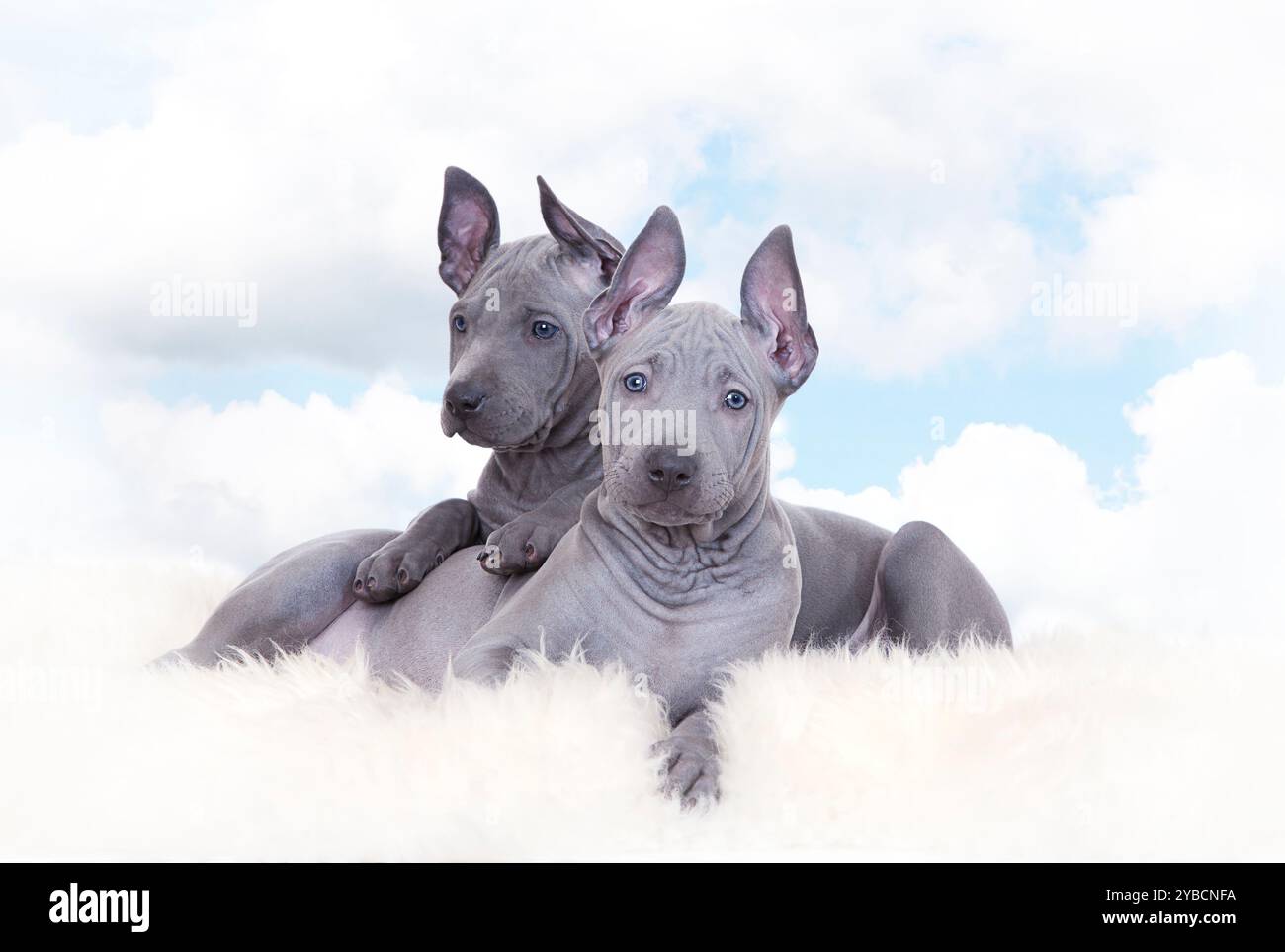 Cuccioli di ridgeback thailandesi contro il cielo blu con nuvole Foto Stock