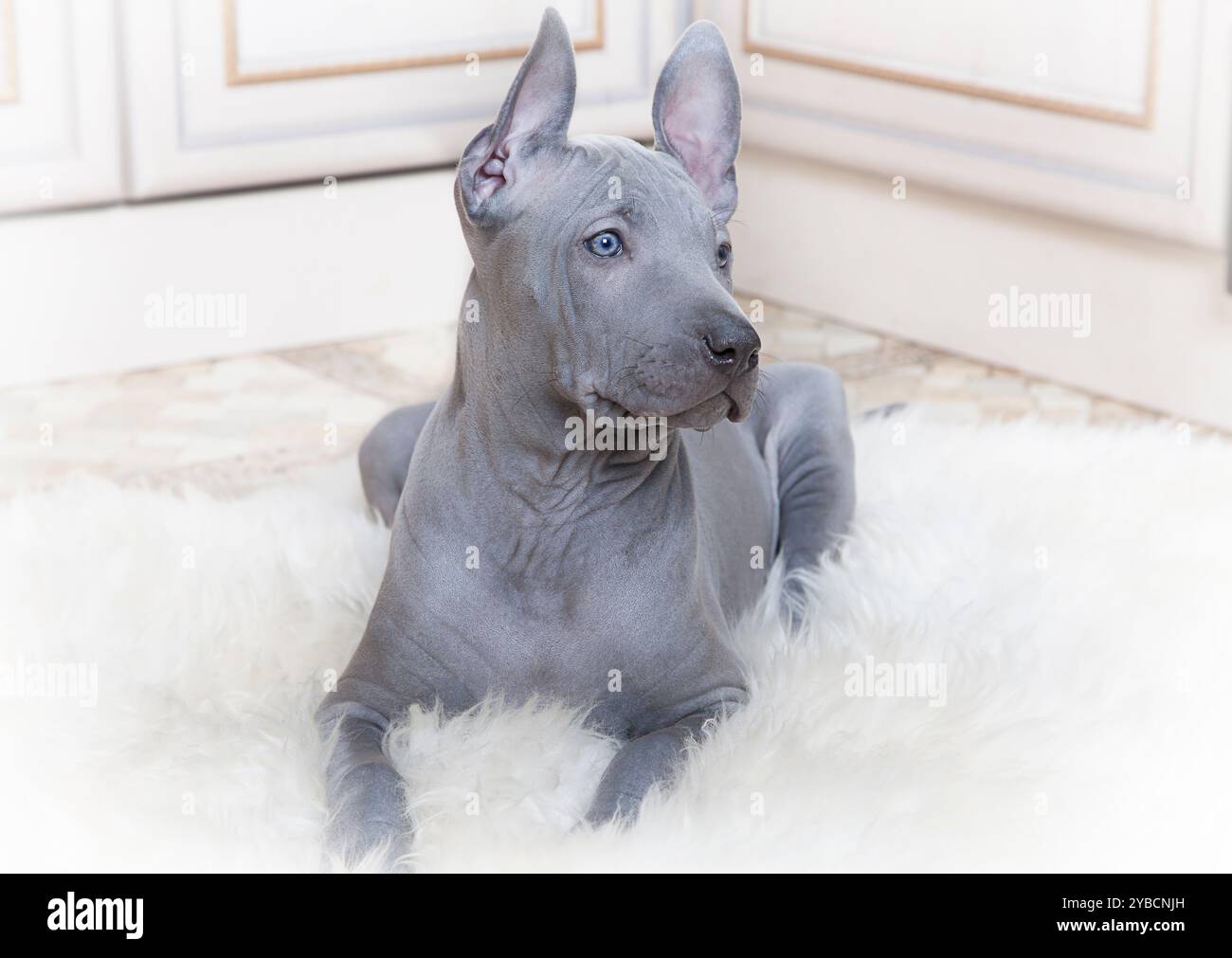 Cucciolo tailandese ridgeback steso su una pelliccia, di due mesi Foto Stock