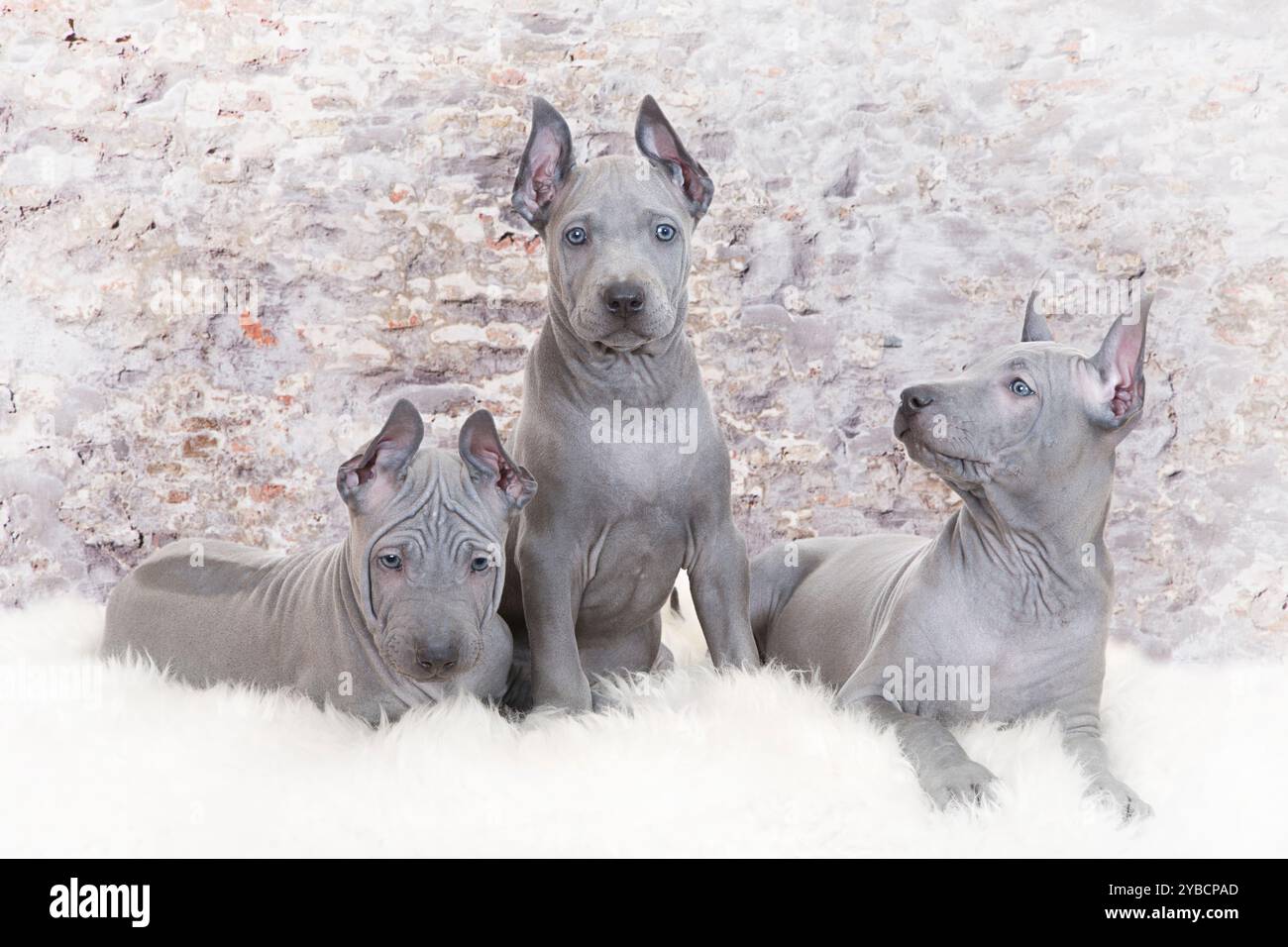 Cuccioli di ridgeback thailandesi adagiati su un tappeto di pelliccia contro il muro Foto Stock