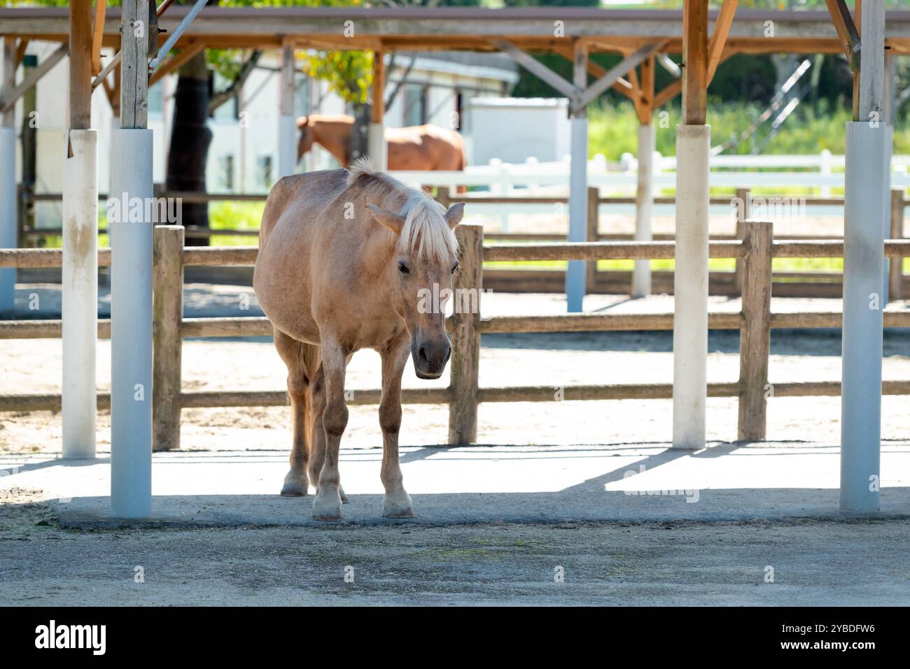 Un cavallo sta riposando all'ombra in una stalla. Foto Stock