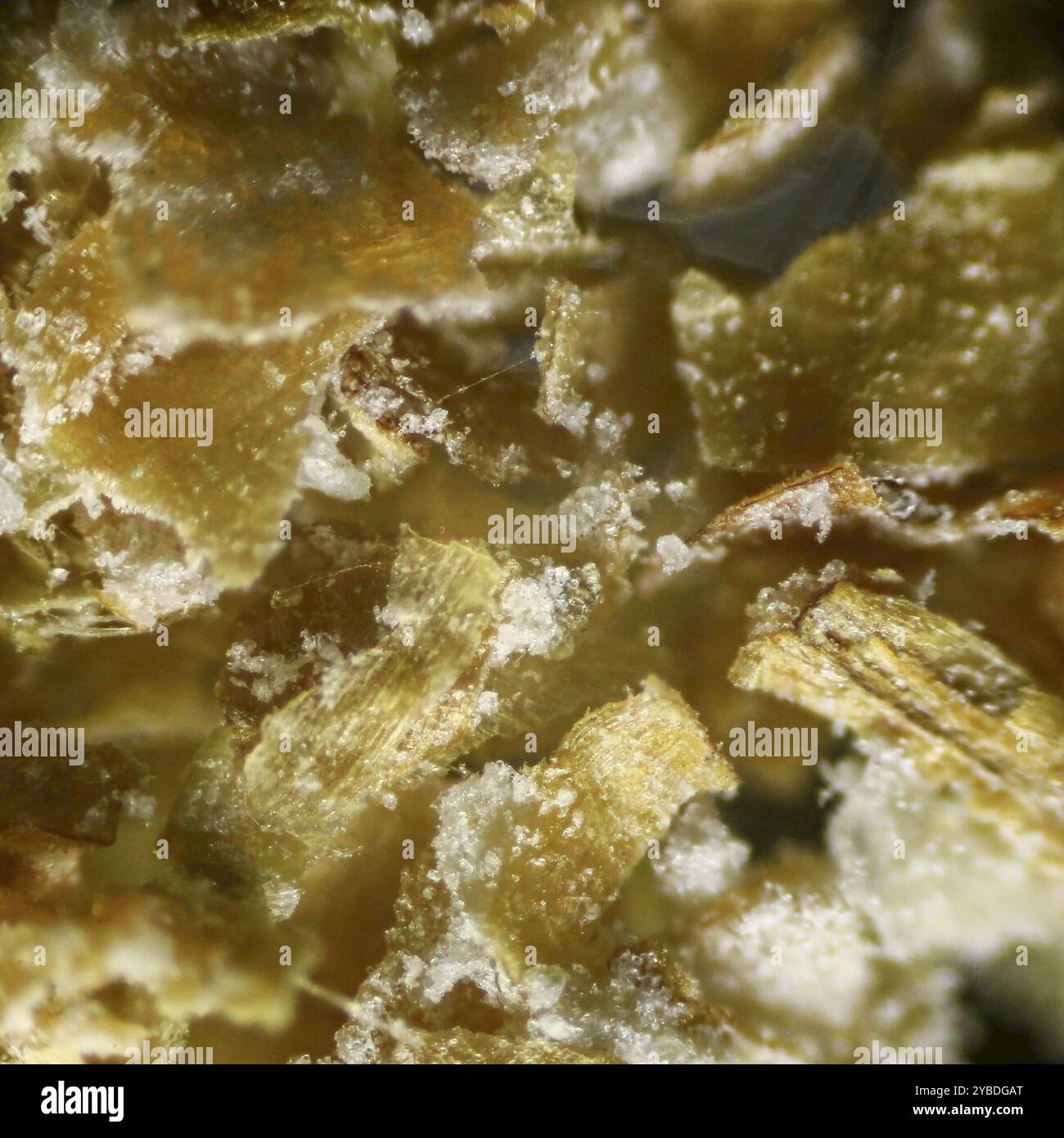 Crusca di frumento in microscopia a luce riflessa con strati fibrosi e dettagli granulosi. Foto Stock