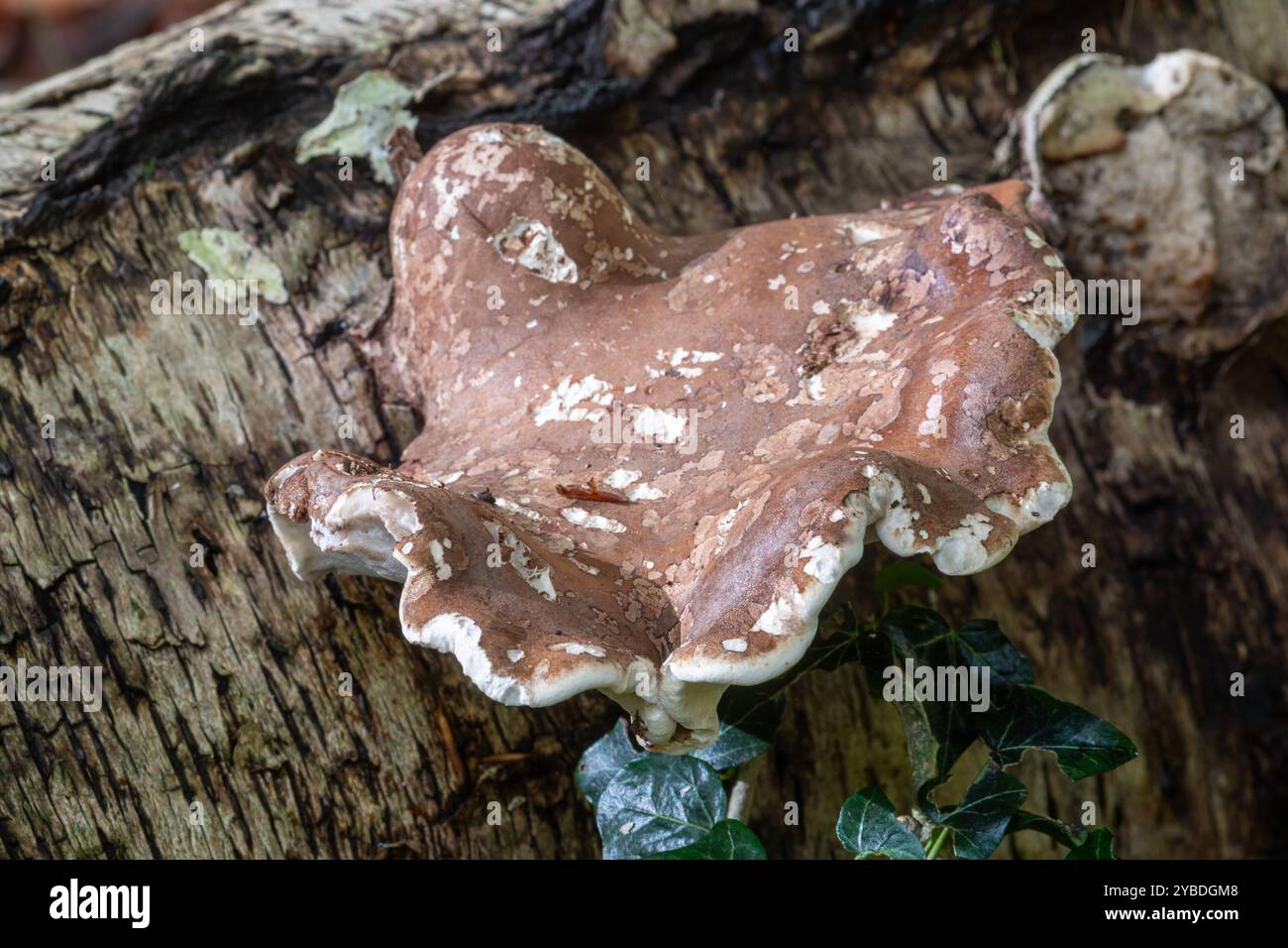 Fungo di betulla (Fomitopsis betulina, chiamato anche poliporo di betulla o strop di rasoio) sul tronco di un albero di betulla d'argento caduto, Inghilterra, Regno Unito Foto Stock