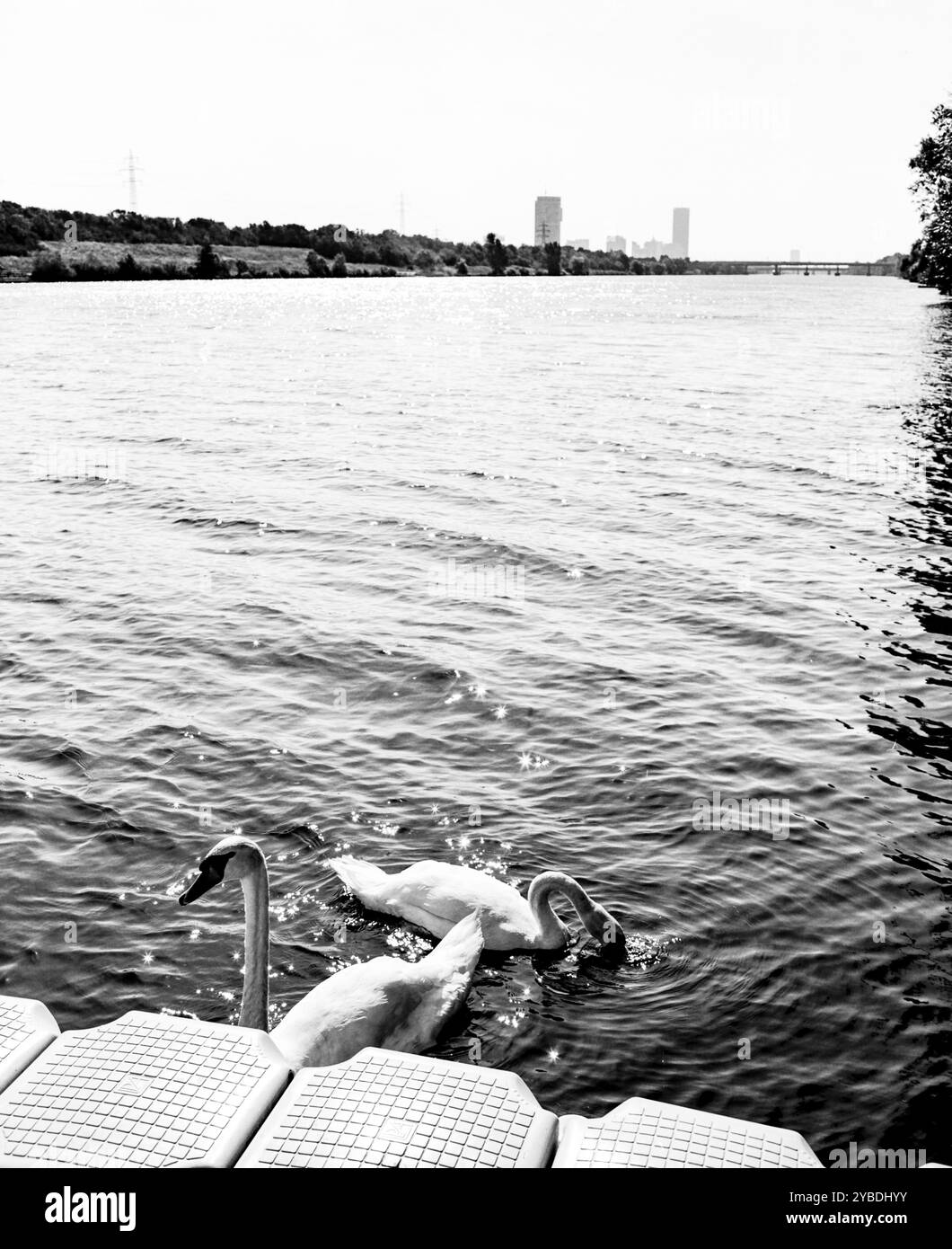 Cigni bianchi sul nuovo Danubio, Vienna Foto Stock