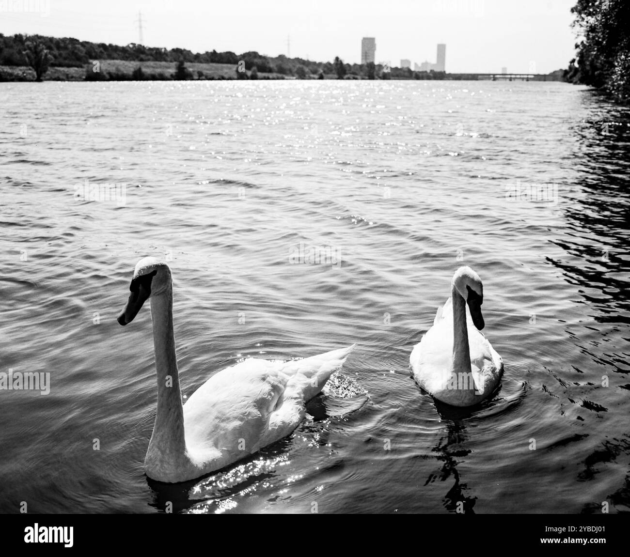 Cigni bianchi sul nuovo Danubio, Vienna Foto Stock