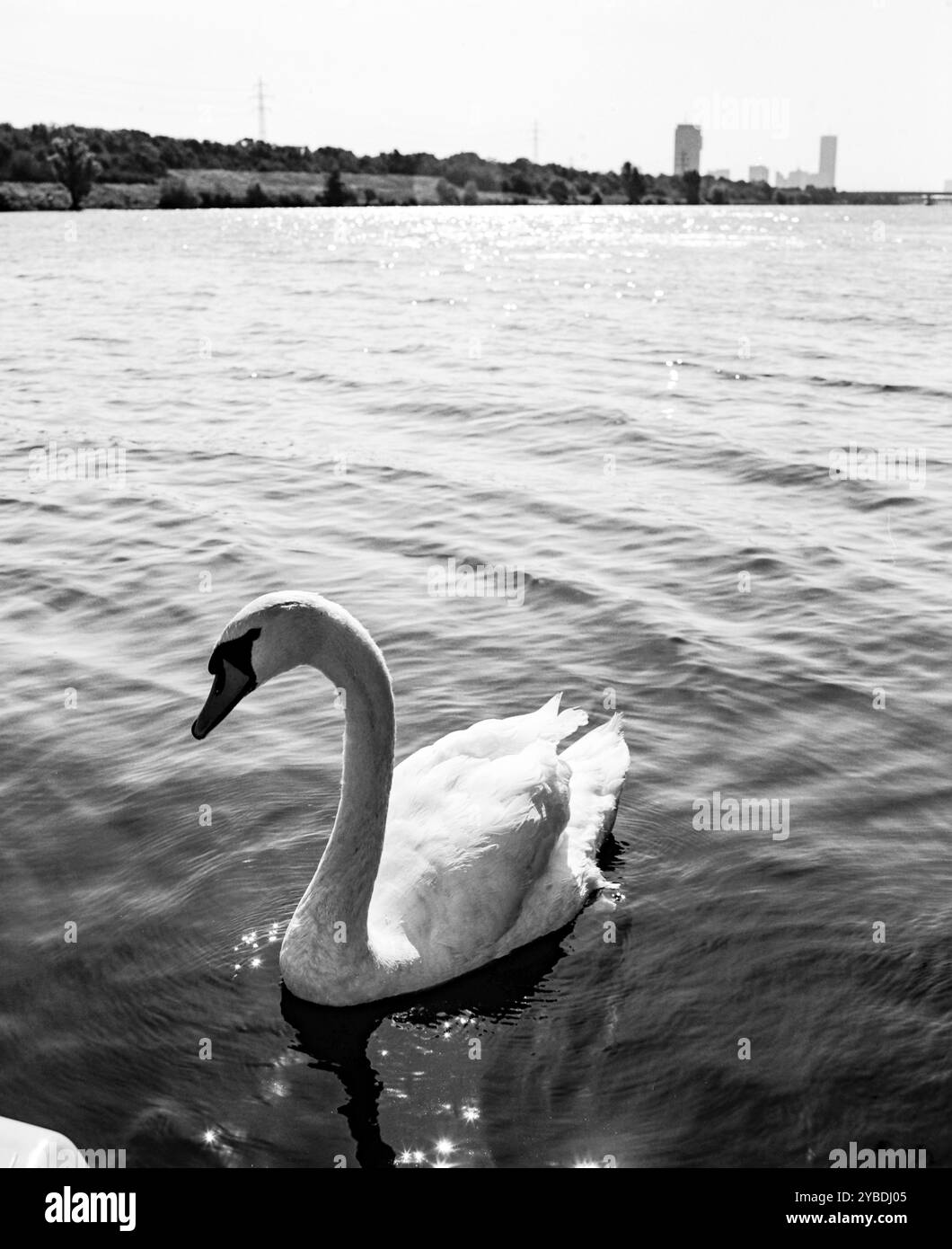 Cigni bianchi sul nuovo Danubio, Vienna Foto Stock