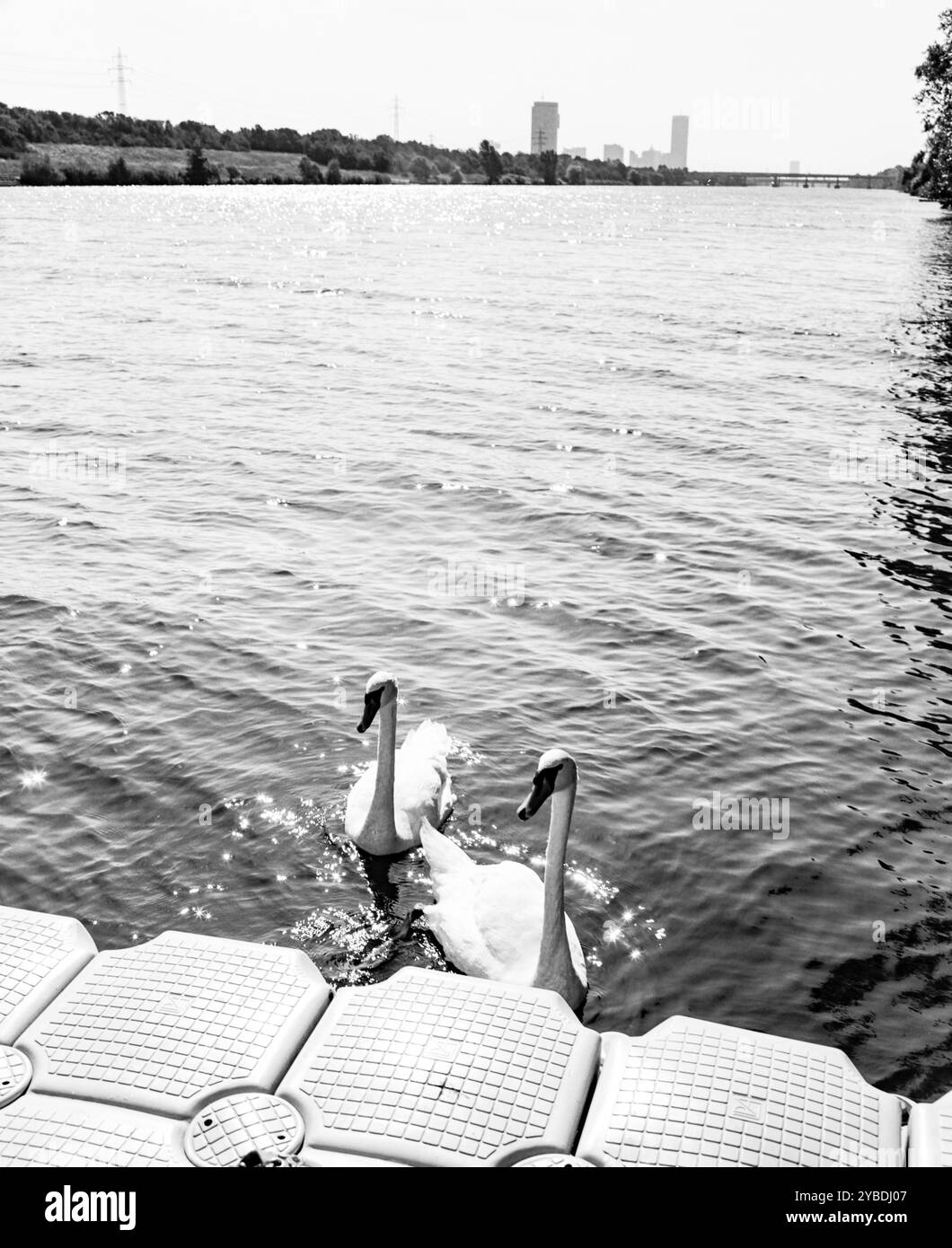 Cigni bianchi sul nuovo Danubio, Vienna Foto Stock