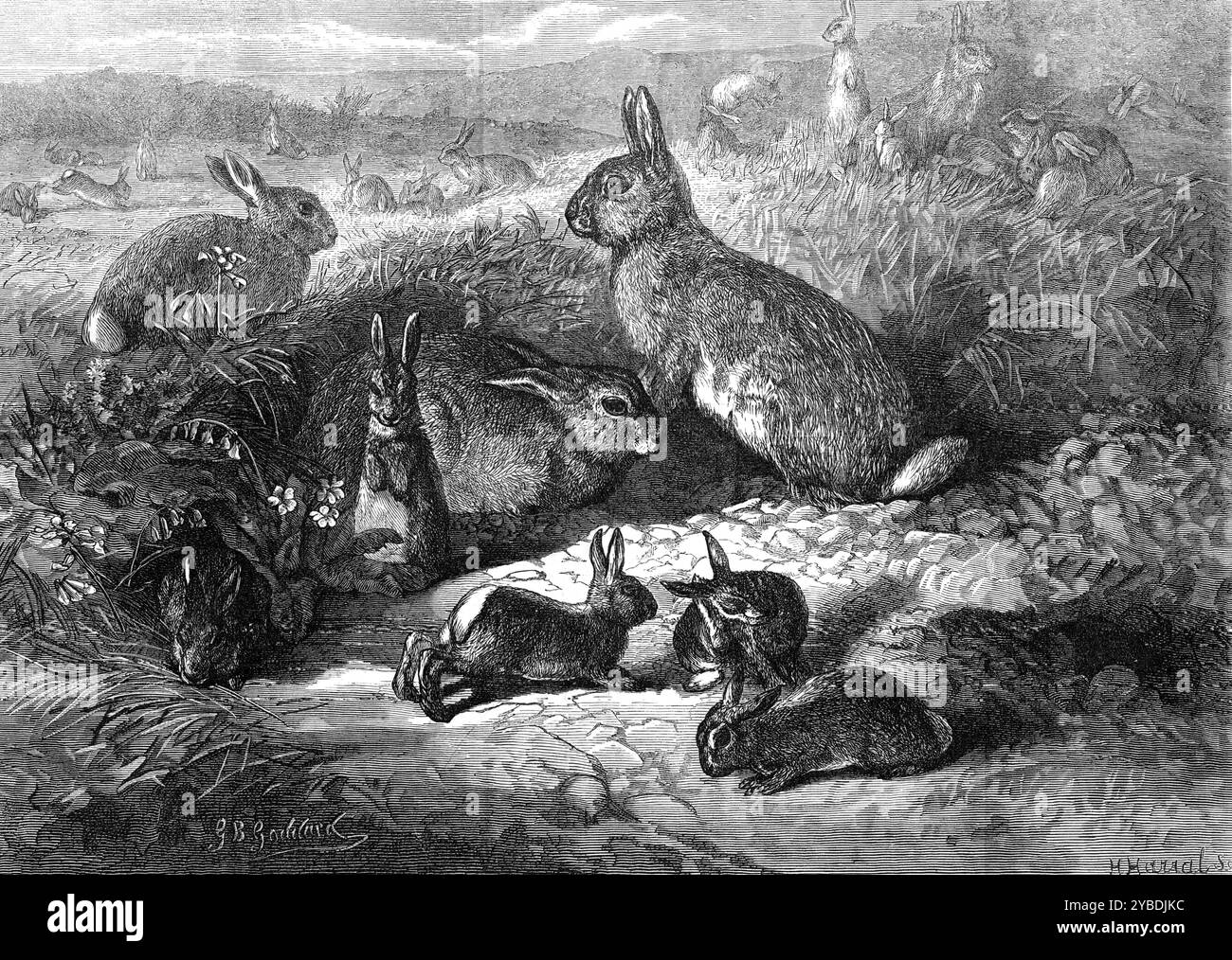 I mesi: Maggio 1871. "Il nostro artista deve aver vissuto in una tana, o con qualche altro mezzo sotterraneo ha acquisito la sua perfetta conoscenza delle abitudini della razza dei conigli. Le posizioni delle creature dal bel pelliccio nel suo schizzo sono molto naturali. I vecchi, con la loro famiglia, intorno a loro, stanno facendo una gita di un giorno; una luminosa mattinata di maggio li ha tentati di lasciare la loro casa isolata sottoterra e di godersi un gambol sulla furia comune. La vecchia madre saggia, che siede a sognare, si suppone, mentre i suoi piccoli saltano e giocano, non è così ignara del mondo intorno come sembra. Lei ha lui Foto Stock