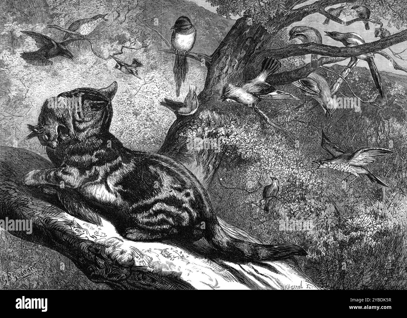 I mesi: Aprile 1871. "La nostra illustrazione della storia naturale britannica... rappresenta un incidente familiare ai... preserver di gioco. I levereti e i giovani fagiani hanno un crudele nemico nel gatto domestico che torna alle abitudini di vita selvaggia e fa arrossire i boschi come una bestia selvaggia di preda. È all'inizio della primavera che... [loro] iniziano le loro depredazioni annuali. Il guardiano sapiente metterà le sue trappole per loro o guarderà per ucciderle con la sua pistola. Molti proprietari di casa nel cuore del paese mancheranno e piangeranno per la perdita di un compagno di casa preferito e di fiducia cham Foto Stock