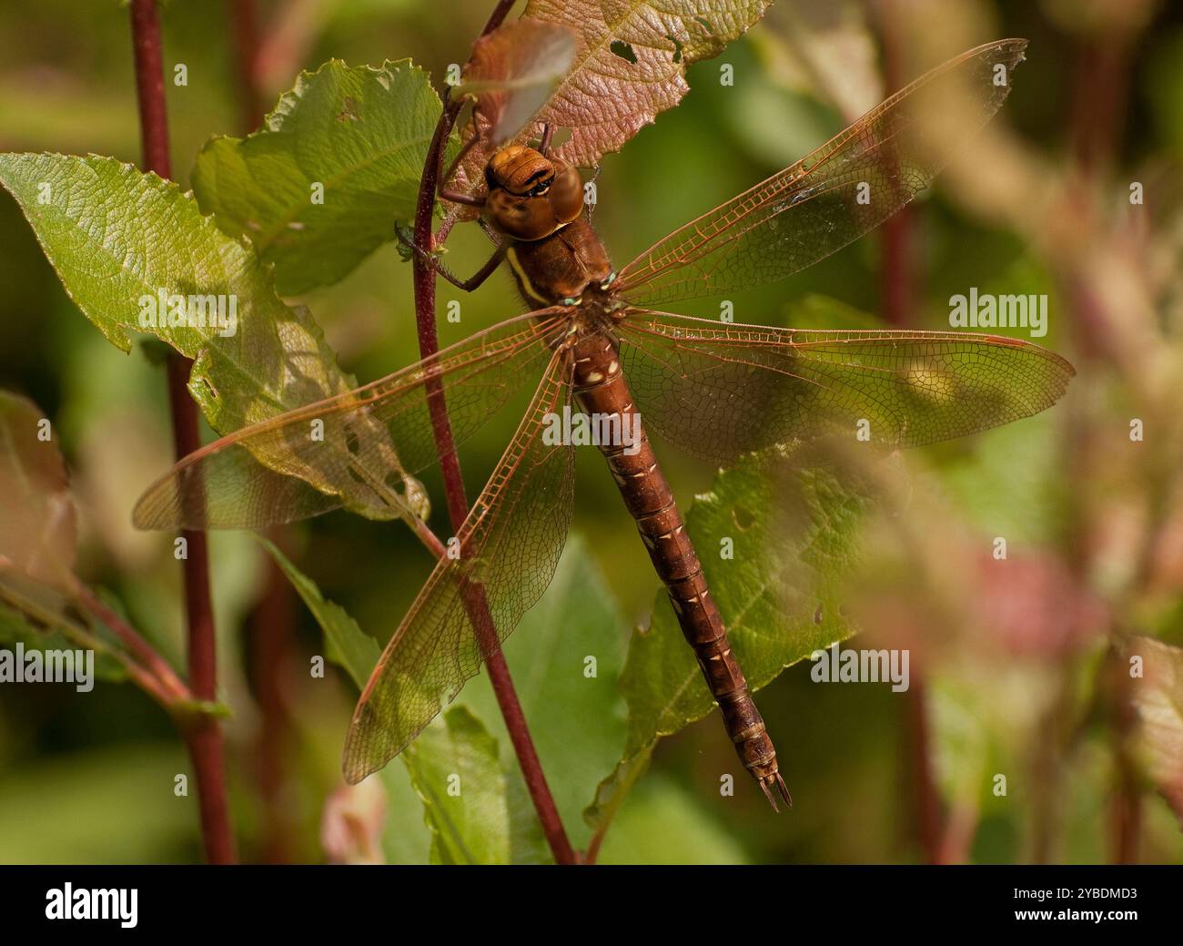 Un falegname Brown molto ben concentrato, Aeshna grandis, che poggia su un ramoscello con uno sfondo sfocato naturale. Portata vicino a uno stagno. Foto Stock