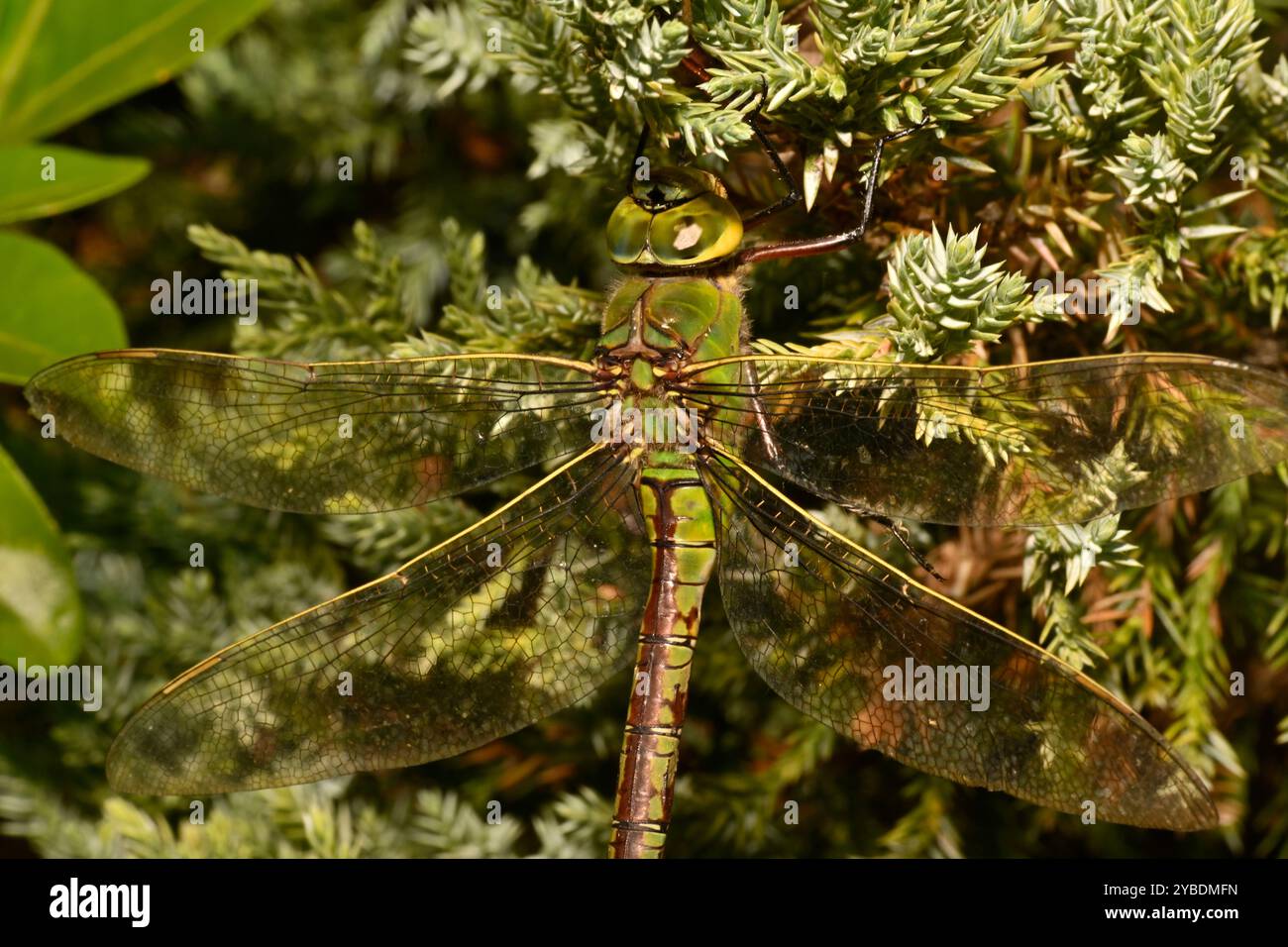 Un colpo alla testa, al torace e all'ala di una femmina Imperatore Dragonfly, Anax imperator, che riposa su un cespuglio di ginepro. Primo piano e ben mimetizzato. Bellezza nella natura. Foto Stock