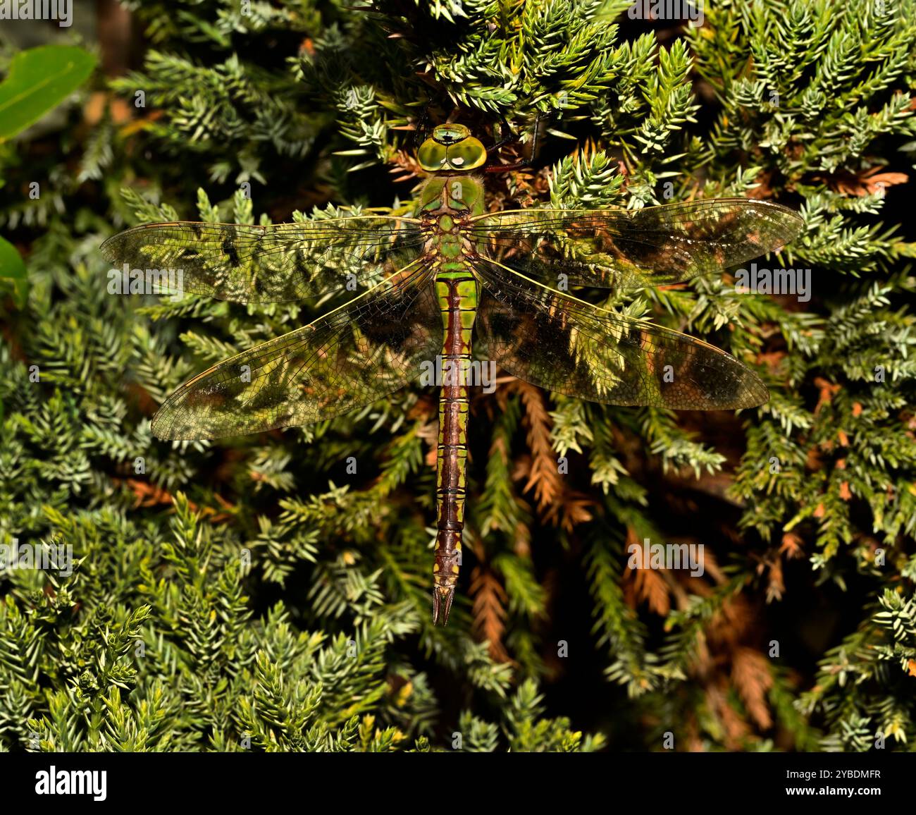 Una donna ben concentrata, Imperatore Dragonfly, Anax imperatore, che riposa su un cespuglio di ginepro. A tutta lunghezza, ben focalizzata e ben mimetizzata. Bellezza naturale. Foto Stock
