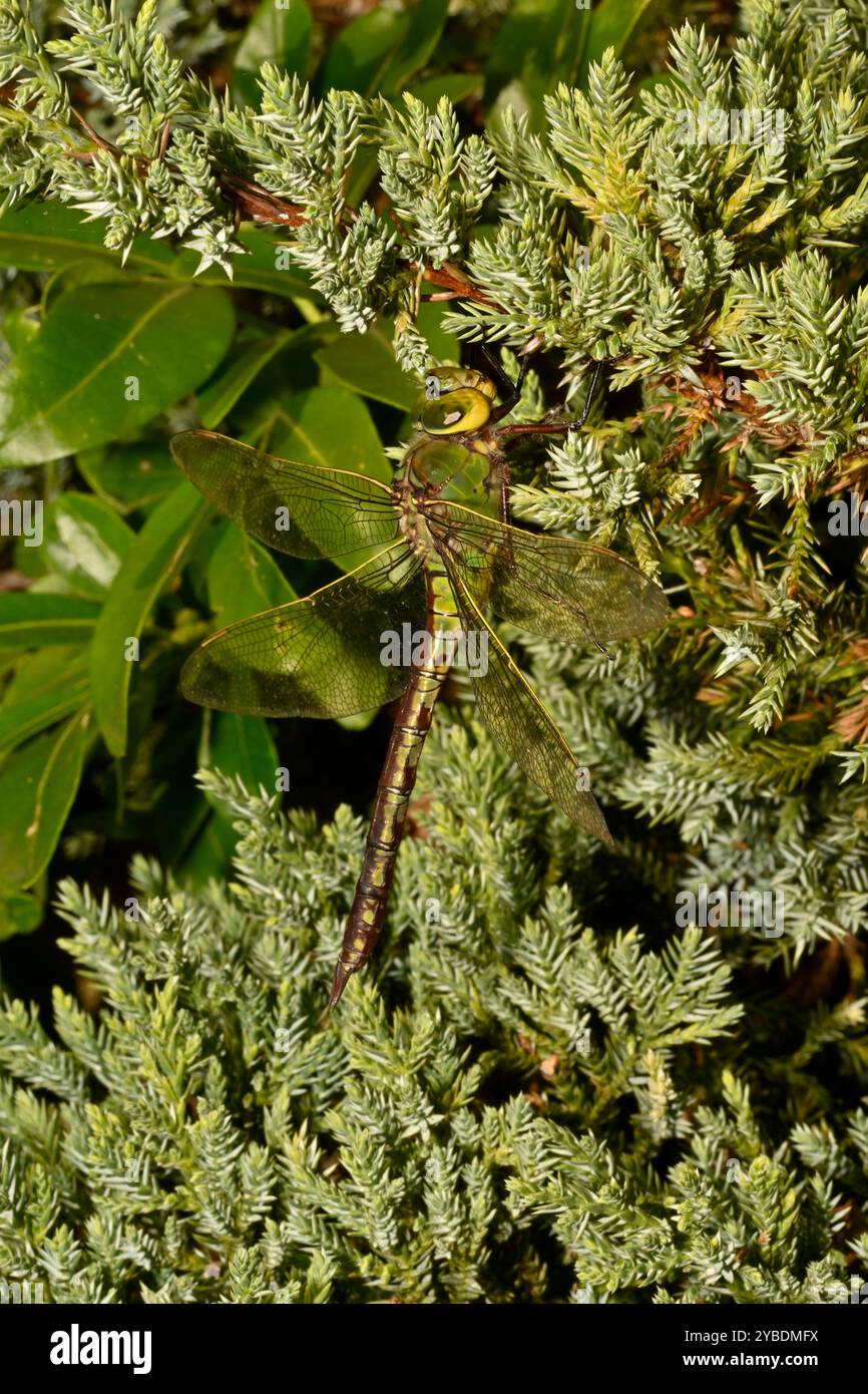 Una vista laterale ben focalizzata di una femmina Imperatore Dragonfly, Anax imperator, che poggia su un cespuglio di ginepro. A tutta lunghezza, ben focalizzata e ben mimetizzata. Foto Stock
