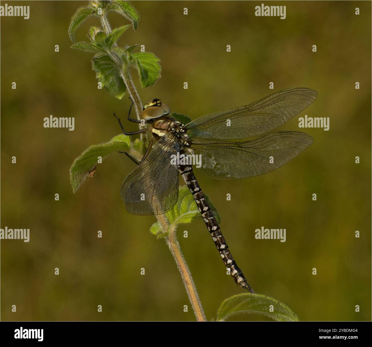Un primo piano, foto a tutta lunghezza, di un Migrant Hawker Dragonfly, Aeshna mixta, che mi riposa sulla mano. Ben concentrato con buoni dettagli. Foto Stock