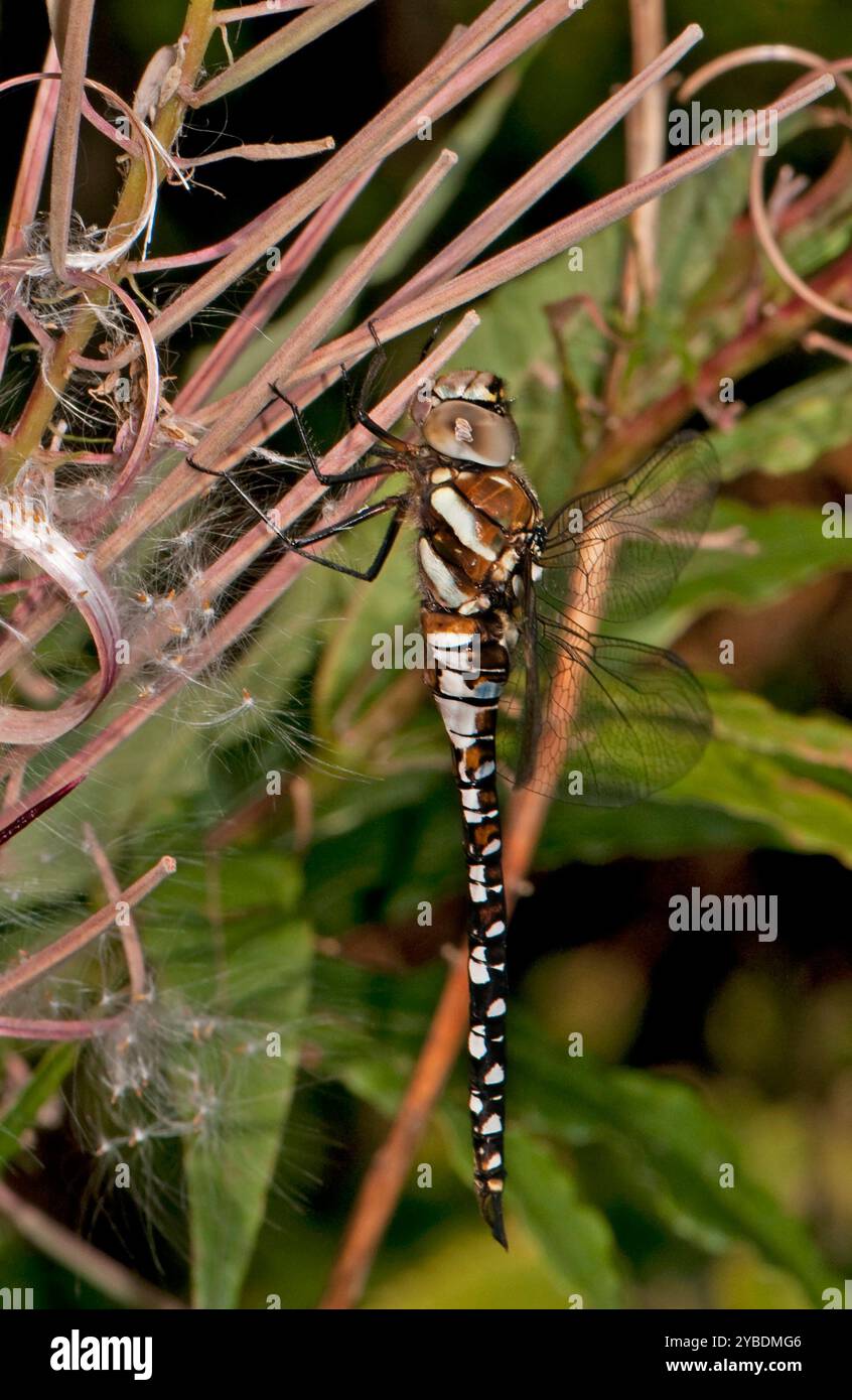 Una vista laterale a tutta lunghezza di un Migrant Hawker Dragonfly, Aeshna mixta, che era totalmente indisturbato dalla mia macchina fotografica. Ben concentrato e da vicino. Foto Stock