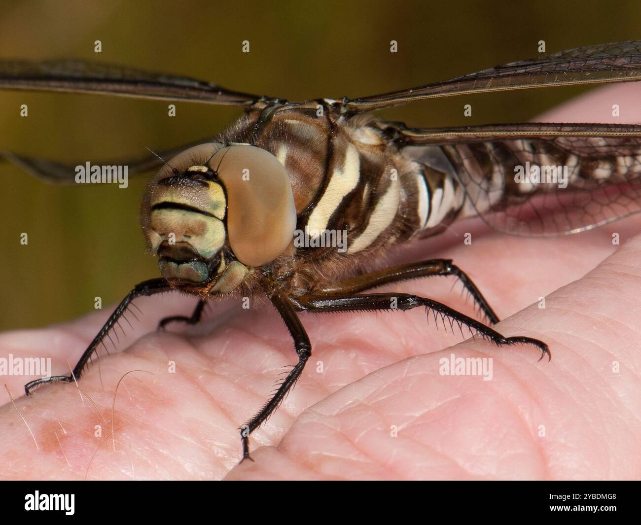Una vista macro della testa e del torace di un Migrant Hawker Dragonfly, Aeshna mixta, che riposa sulla mia mano nel tardo pomeriggio. Presa nel Cheshire, Inghilterra. Foto Stock