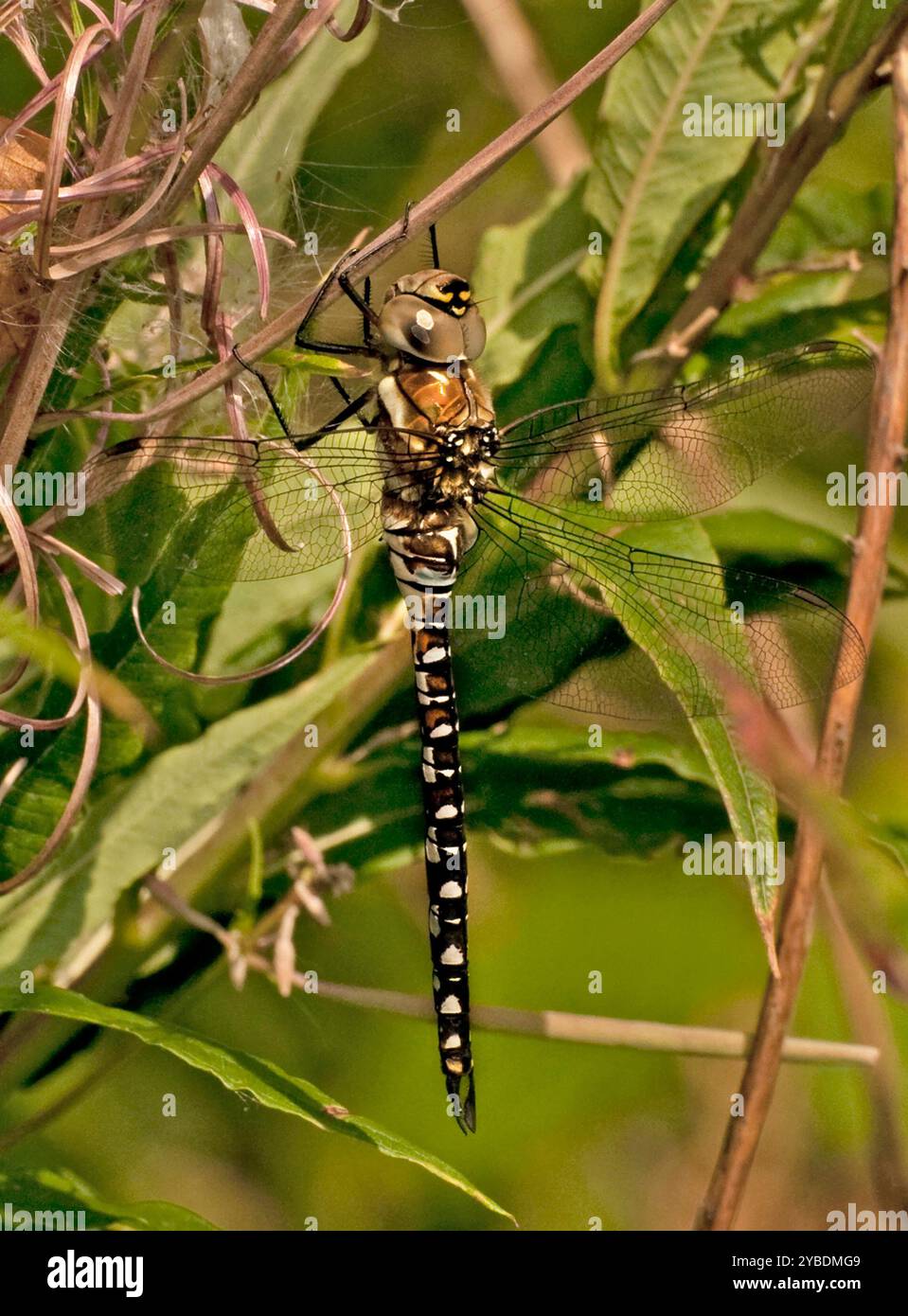 Una vista a tutta lunghezza di un Migrant Hawker Dragonfly, Aeshna mixta, che poggia verticalmente su una certa vegetazione. Primo piano e ben concentrato. Foto Stock