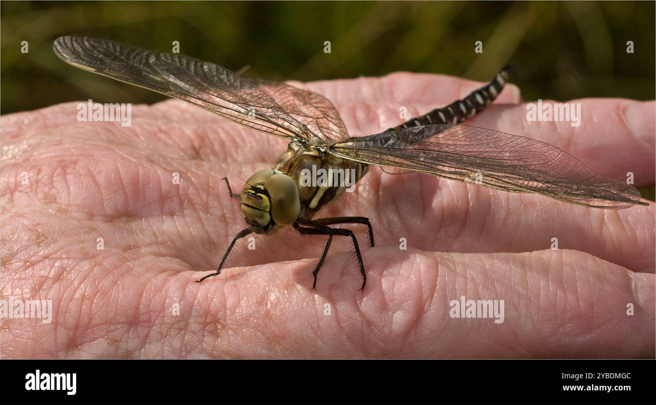 Un primo piano, foto a tutta lunghezza, di un Migrant Hawker Dragonfly, Aeshna mixta, che mi riposa sulla mano. Ben concentrato con buoni dettagli. Foto Stock