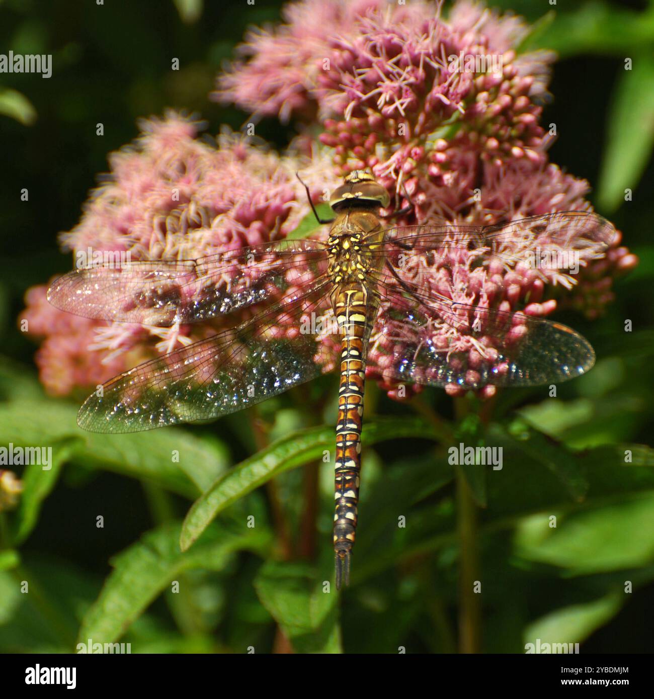 Aeshna mixta, una donna ben concentrata, Migrant Hawker Dragonfly, che poggia su un fiore rosa. Primo piano e con buoni dettagli. Foto Stock