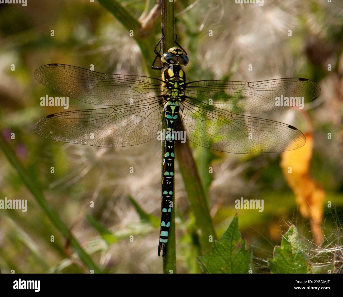 Un aeshna Cyanea, un maschio dai colori vivaci, che riposa sulla vegetazione in un pomeriggio molto caldo. Primo piano e ben concentrato. Foto Stock