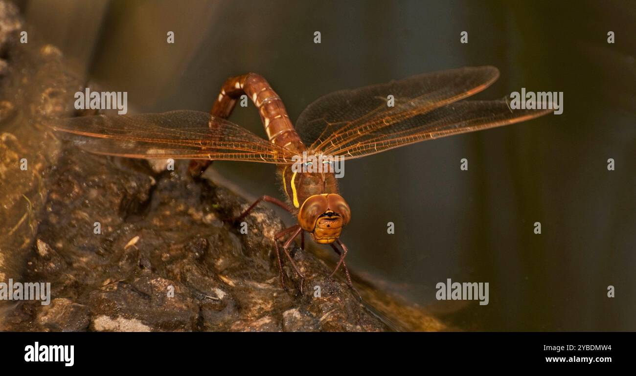 Una femmina di Brown Hawker Dragonfly, Aeshna grandis, che depone le uova a tarda sera. Primo piano e ben concentrato con uno sfondo scuro. Foto Stock