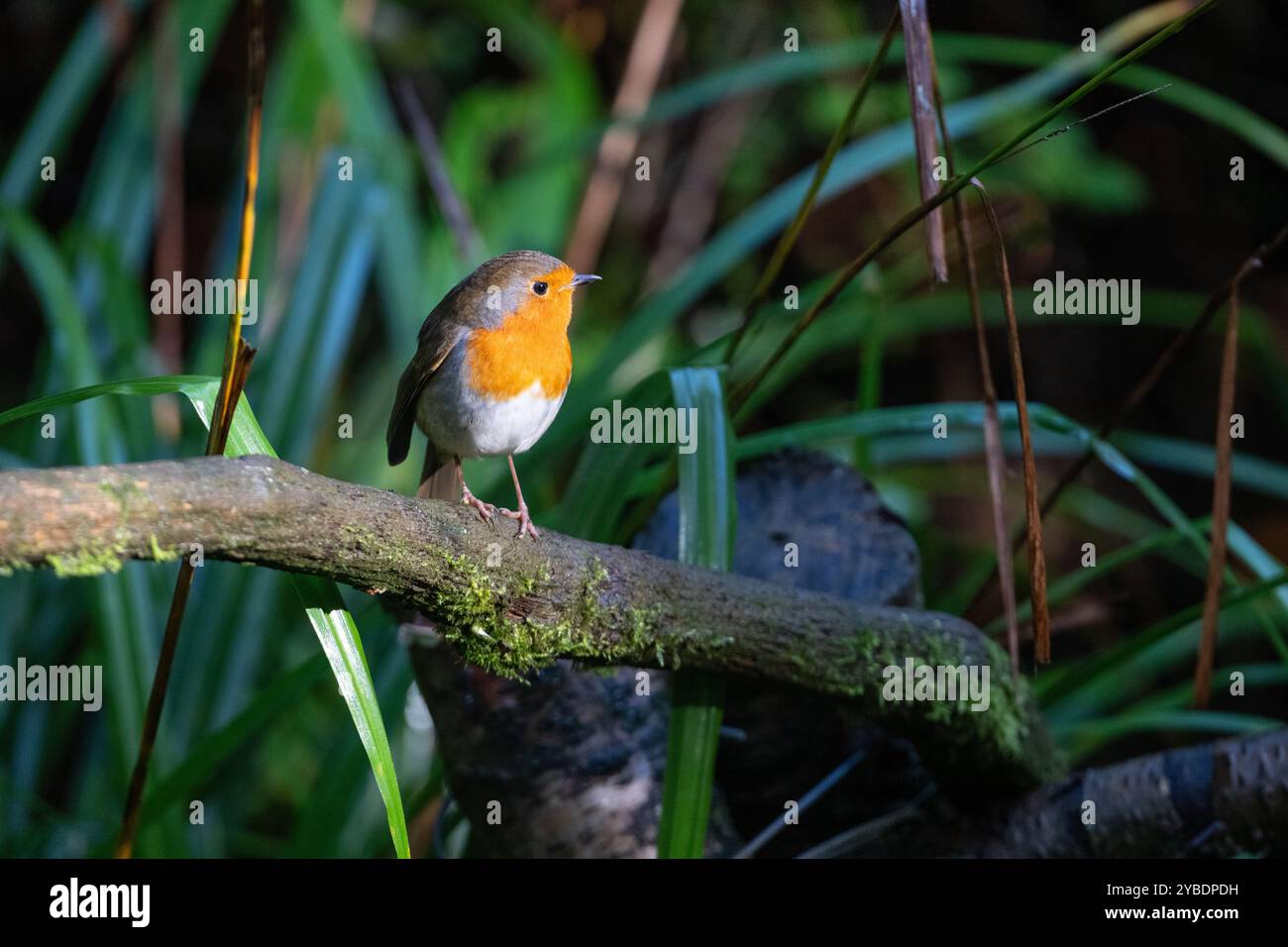 Robin (Erithacus rubecula) Foto Stock