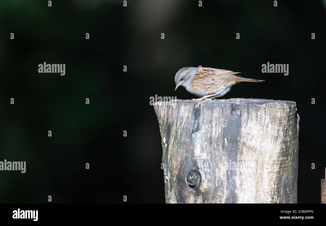 Dunnock (Prunella modularis) su un vecchio ceppo Foto Stock