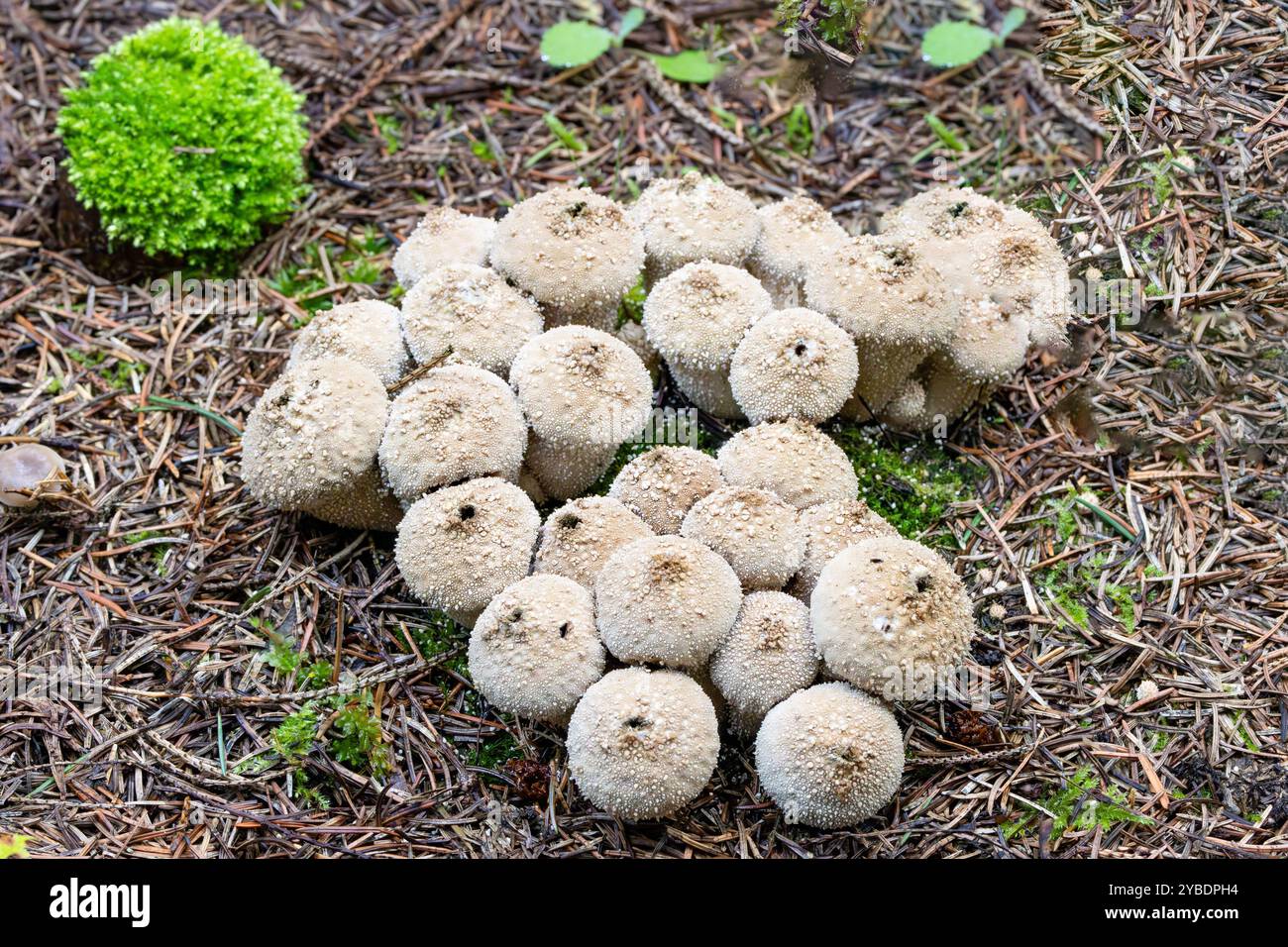 Primo piano di un gruppo di palle comuni, Lycoperdon perlatum, corpo fruttato sferico bianco con dossi a forma di perla, spine e openin chiaramente visibile Foto Stock