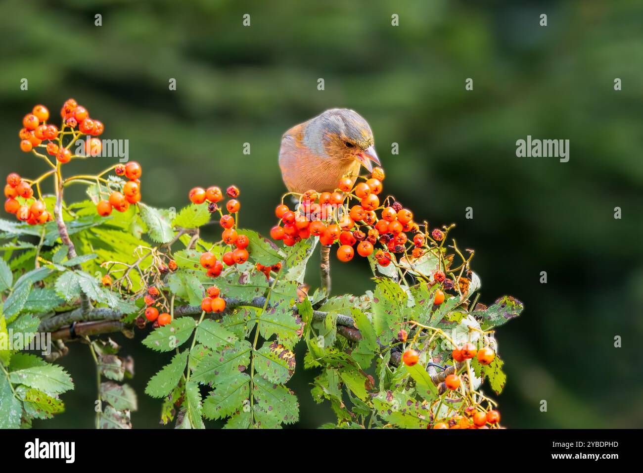 Wild Chaffinch, Fringilla coelebs, foraggio su Wild Rowan, Sorbus aucuparia, tra le bellissime bacche rosse-arancioni su uno sfondo scuro e sfocato Foto Stock