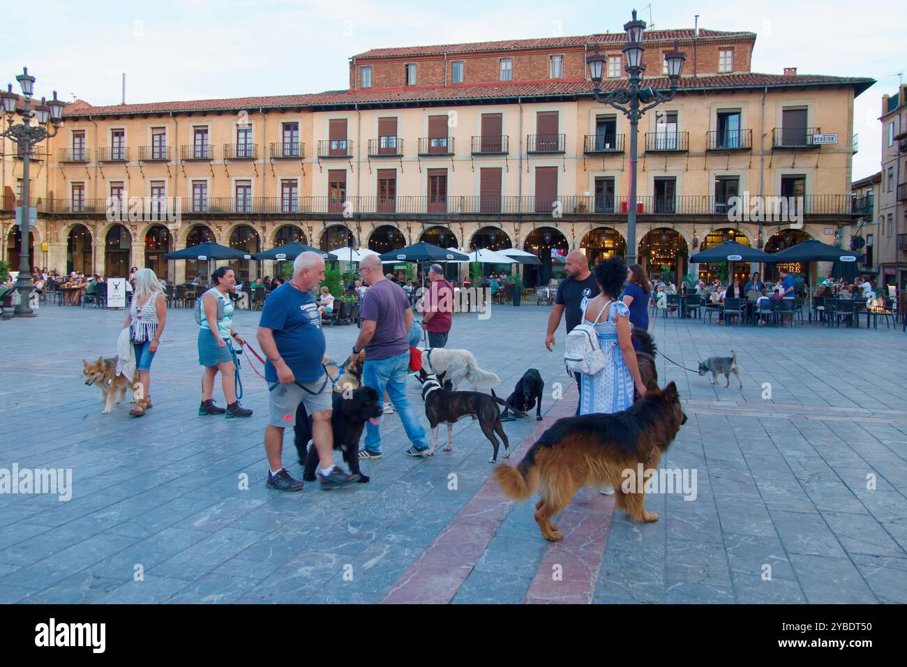 Proprietari di cani con una varietà di razze di cani durante una sessione di allenamento serale in Plaza Mayor Barrio Humedo Leon Castiglia e Leon Spagna Europa Foto Stock