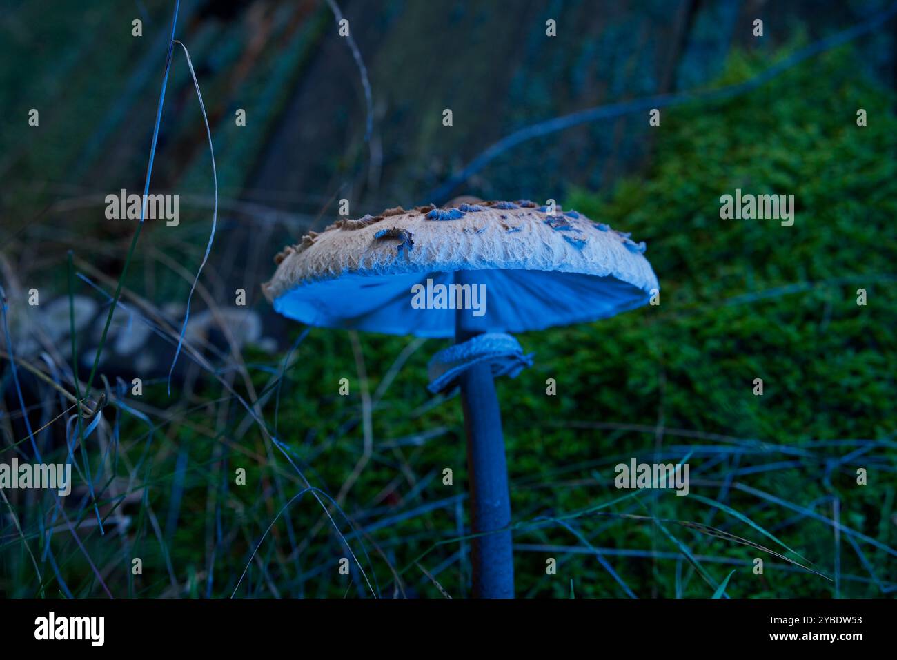 Un fungo su un terreno muscoloso. Foto Stock
