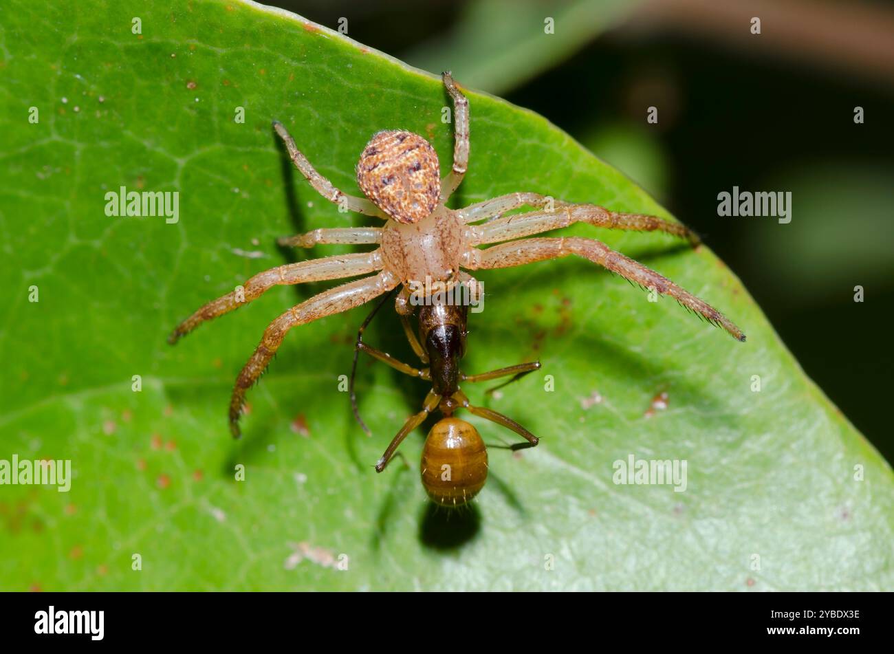Ground Crab Spider, Xysticus sp., con Carpenter Ant, Camponotus americanus, preda Foto Stock