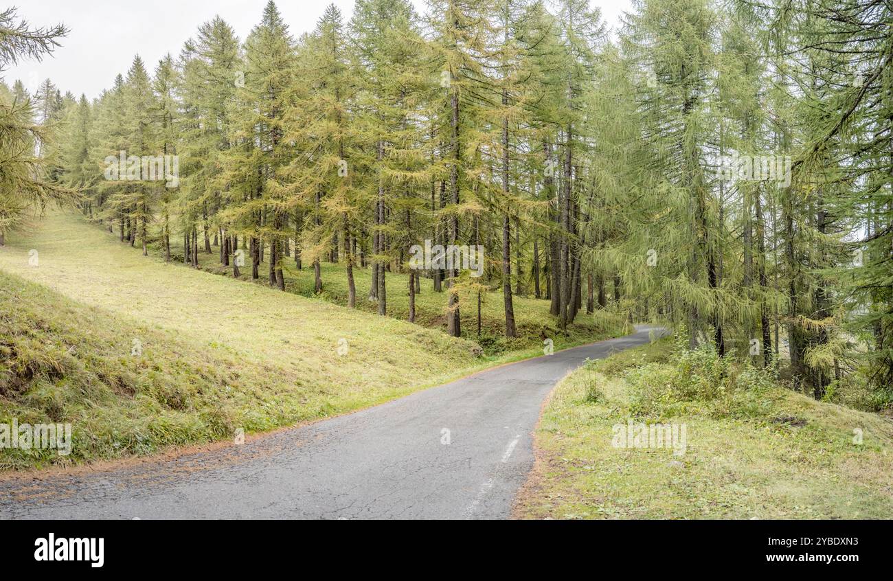 Paesaggio con foresta di abeti e strada in curva sull'altopiano di montagna, girato con la luce della nebbia a Pian dell'Alpe, Torino, Italia Foto Stock