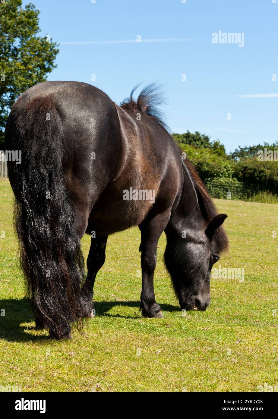 Un pony nero che pascolava Foto Stock