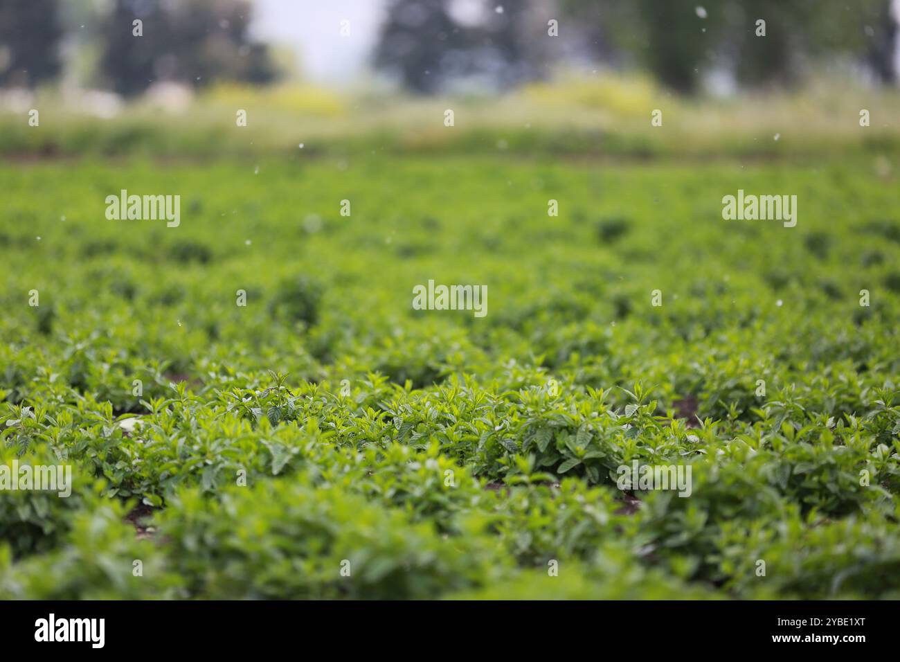 Fresh Green Mint Field nella fertile valle di Bekaa, Libano, Un paesaggio lussureggiante di erbe aromatiche e agricoltura sostenibile Foto Stock