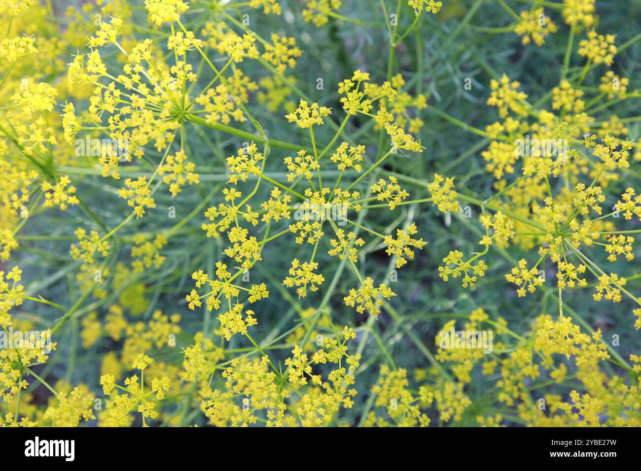 Ridolfia segetum, finocchio falso, prezzemolo di mais, falsa carrucola, Libano Foto Stock