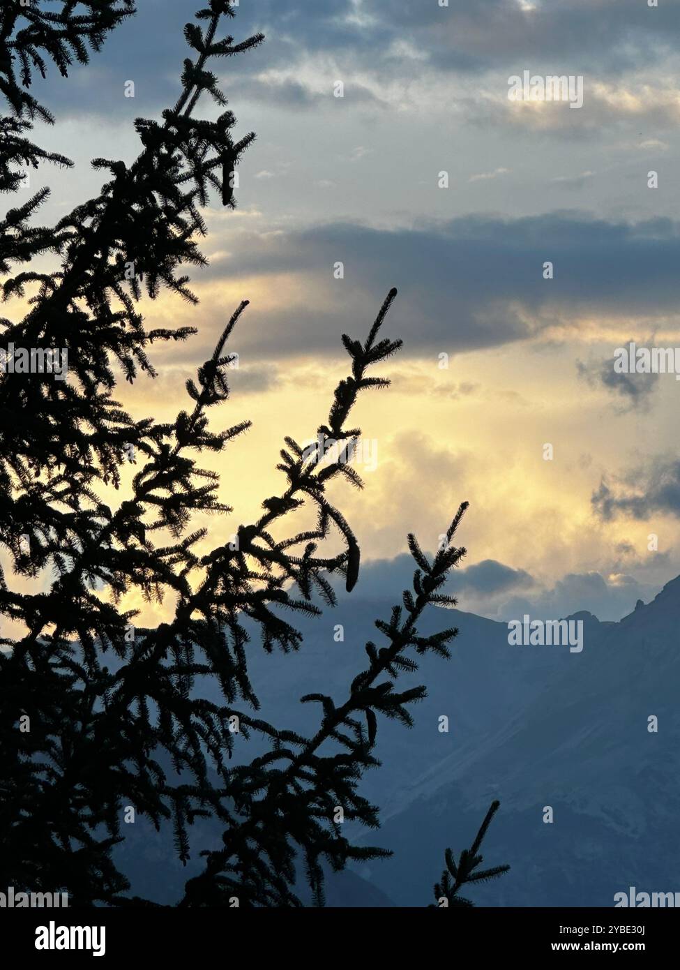 Profilo di un pino Foto Stock