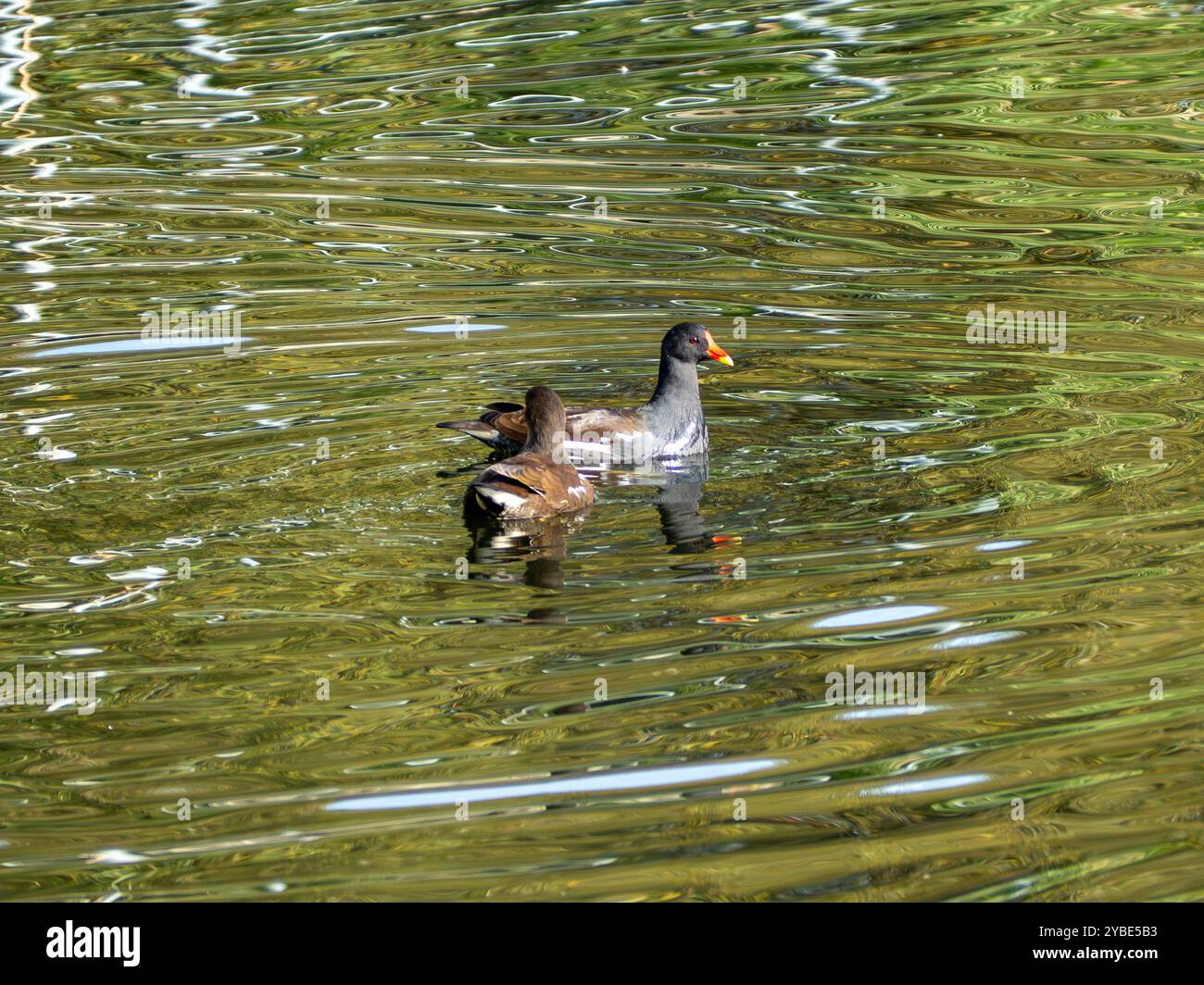 Due brughiere nuotano nel lago. L'acqua è verde e calma. I Moorhens si siedono vicini e sembrano godersi il loro tempo in acqua. Foto Stock