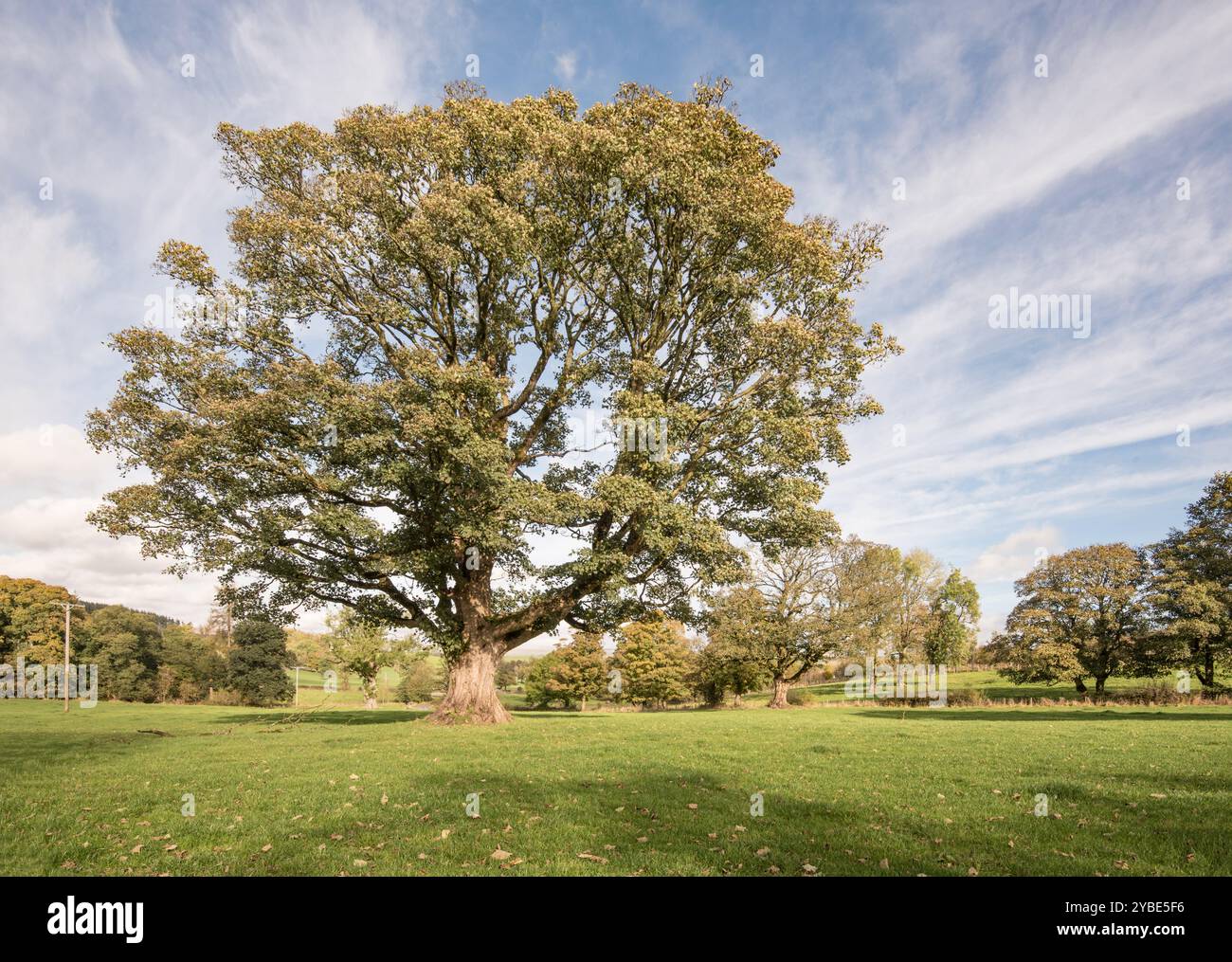 Identificazione dell'albero e incertezza su cosa sia esattamente questo magnifico albero. Situato in un campo sul retro di St Peter's, Coniston Cold. Foto Stock