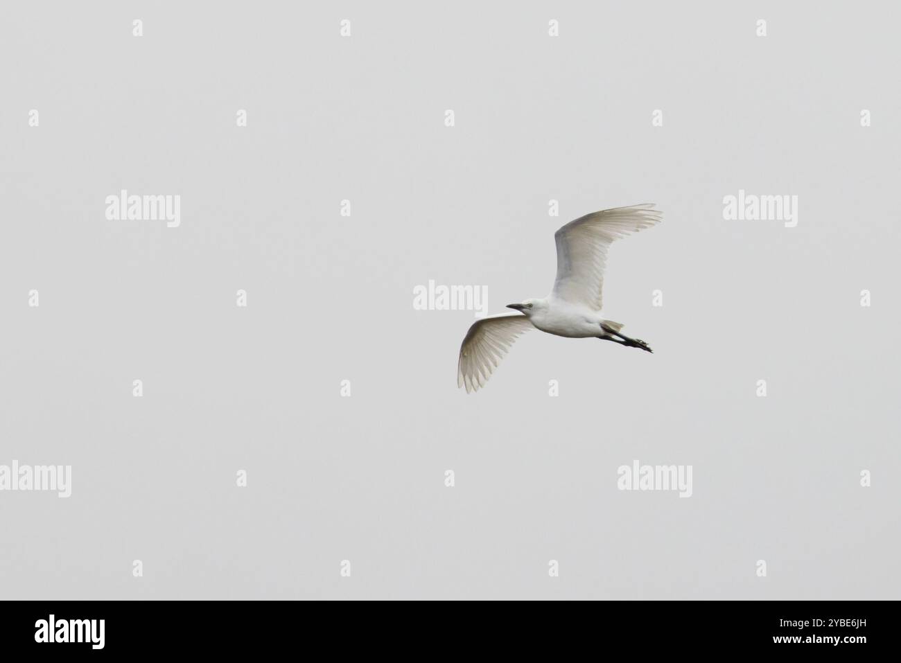 WESTERN Cattle Egret (Bubulcus ibis) Kent settembre 2024 Foto Stock