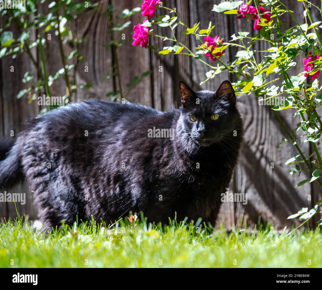 Un gatto nero che passeggiava nel giardino in una giornata di sole con rose colorate sullo sfondo. Foto Stock