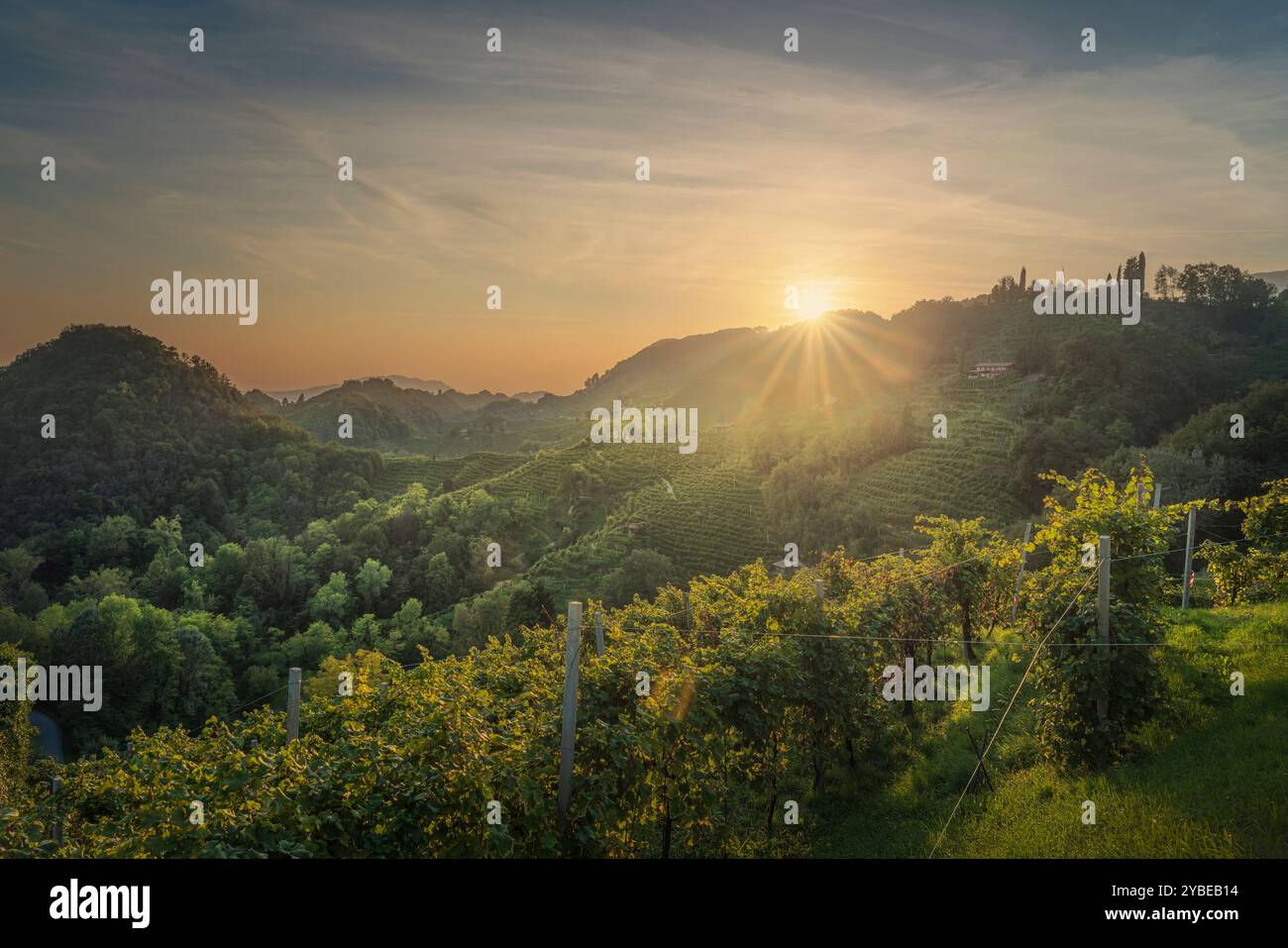 Prosecco Hills Hogback, paesaggio selvaggio con ripidi vigneti al tramonto. Sito patrimonio dell'umanità dell'UNESCO. Farra di Soligo. Regione Veneto, Italia, Europa. Foto Stock