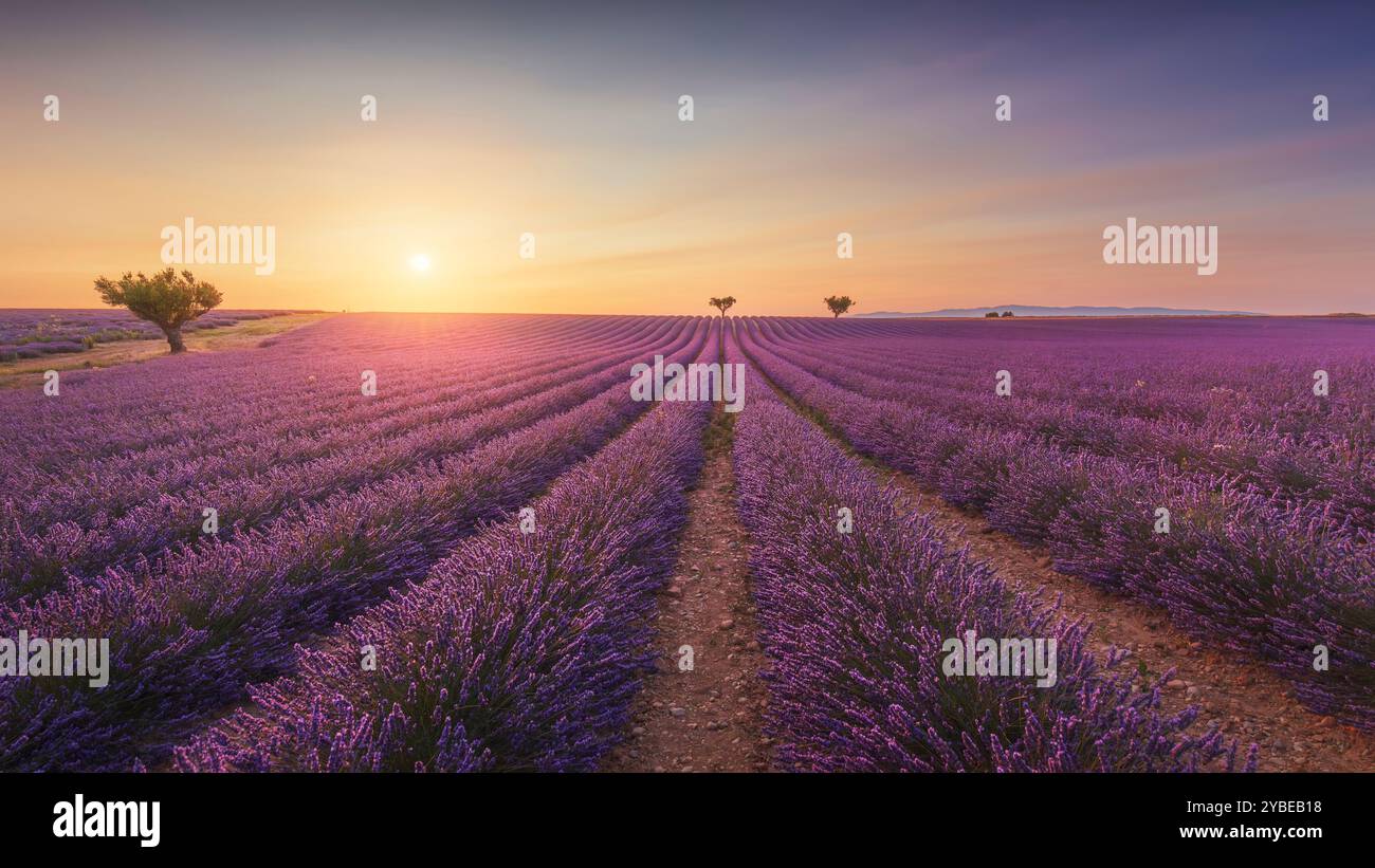 Campi di lavanda in fiore e alberi al tramonto sul Plateau de Valensole. Regione della Provenza, Francia Foto Stock