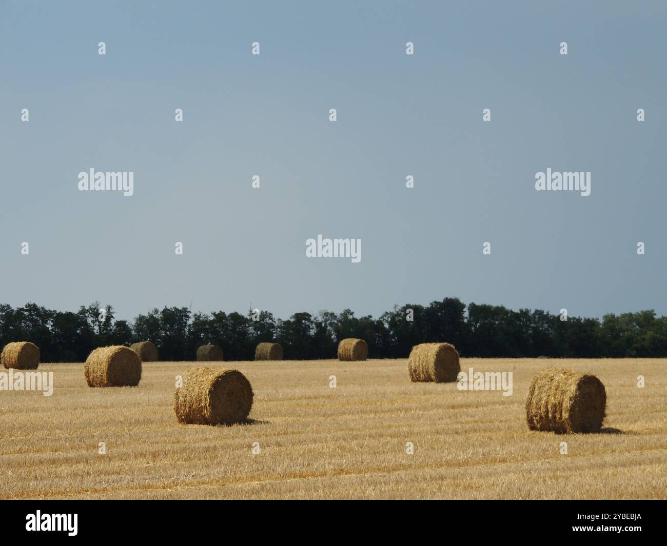 sacchi di paglia secca sparsi in un campo agricolo raccolto nella luce dorata del sole, rotoli di fieno su un terreno agricolo Foto Stock