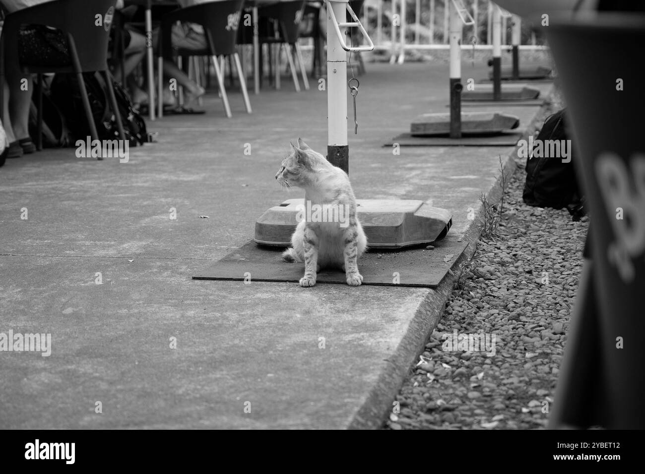 Immagine in bianco e nero di un curioso gatto seduto in un bar all'aperto a São Vicente, Madeira Foto Stock