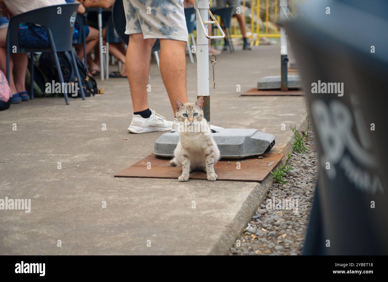 Un gatto rilassato dagli occhi blu seduto accanto a un essere umano in una caffetteria all'aperto a São Vicente Foto Stock