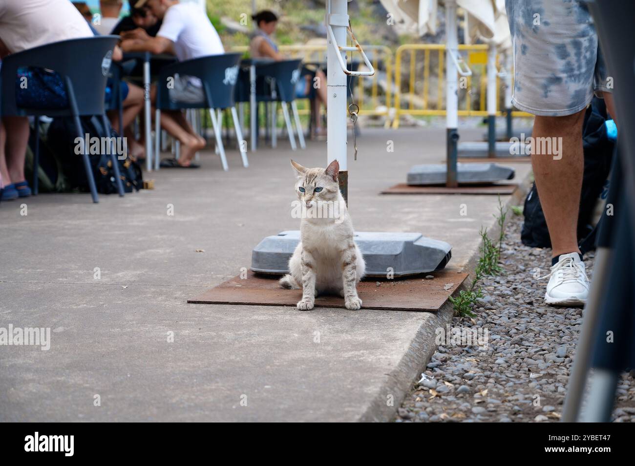 Un gatto rilassato dagli occhi blu seduto accanto a un essere umano in una caffetteria all'aperto a São Vicente Foto Stock