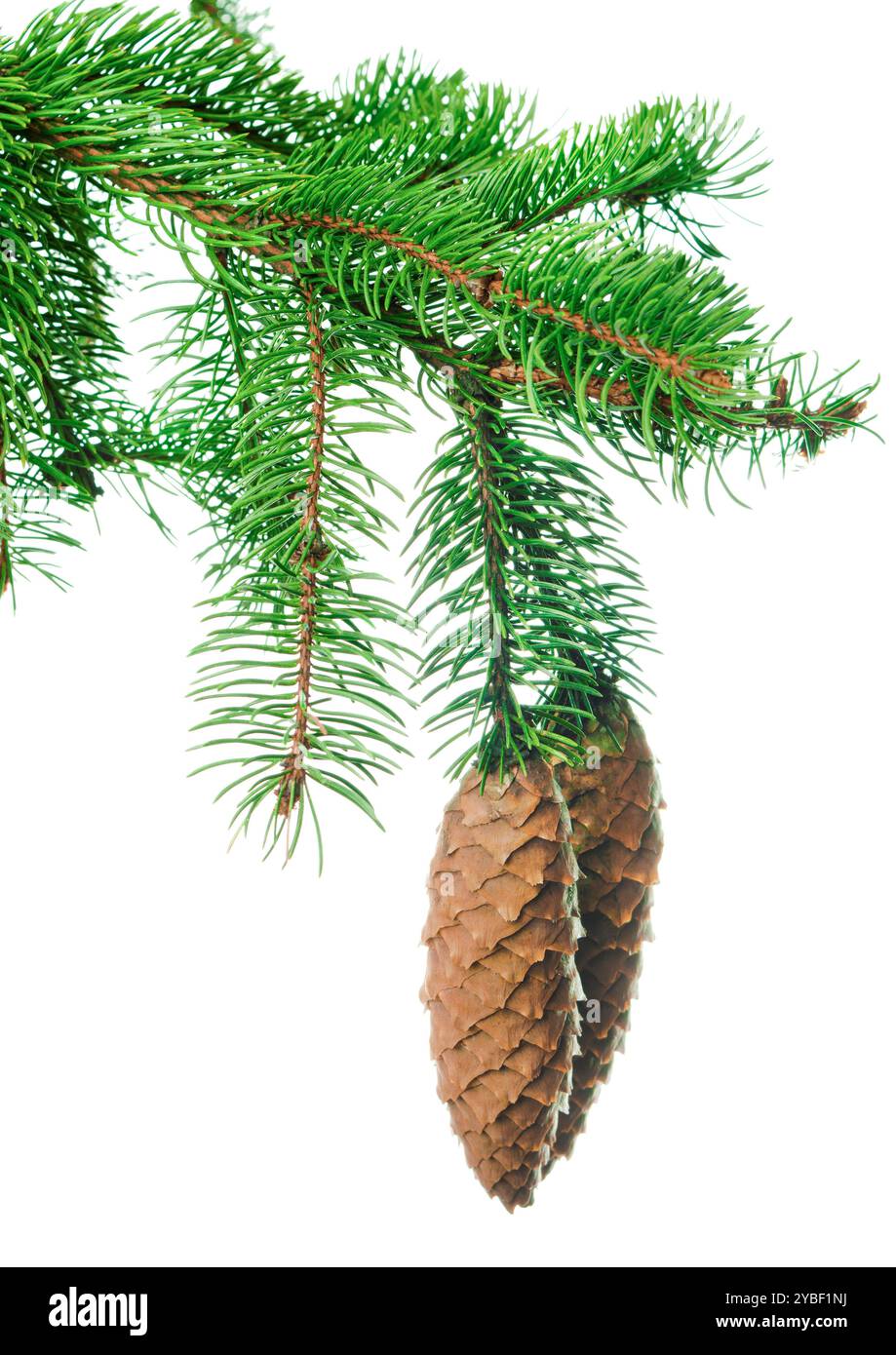 Alberi di Natale verdi. Elemento di progettazione. Festività natalizie invernali. Lunghi rami di alberi di Natale. Per decorazioni botaniche e ghirlande. Anche per hol Foto Stock