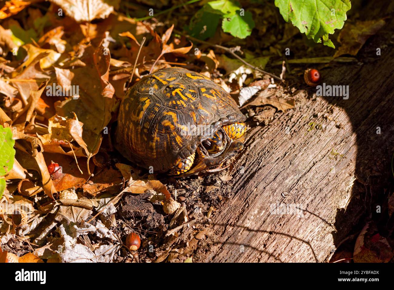 La tartaruga orientale (Terrapene carolina). Una tartaruga di terra che si crogiola in una foresta di querce Foto Stock