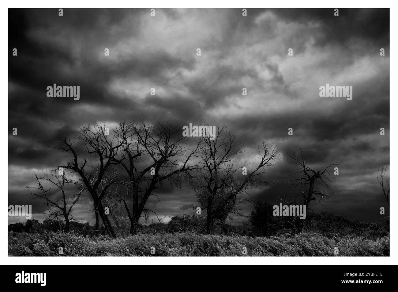 Gli alberi aridi si innalzano contro un cielo spettacolare pieno di nuvole scure, indicando una tempesta imminente in un freddo pomeriggio autunnale in un ambiente rurale. Foto Stock